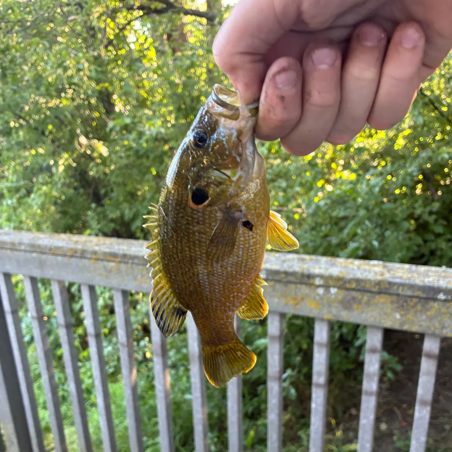 Green sunfish caught on Fishbrain