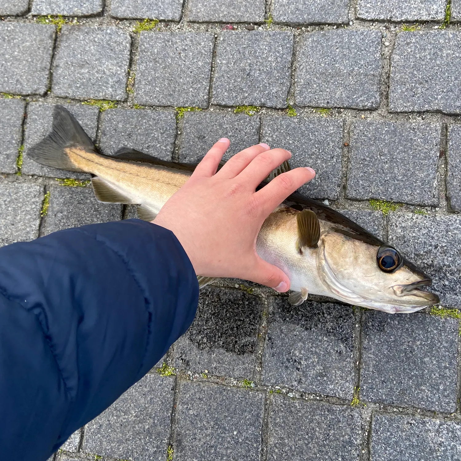 most liked catch image