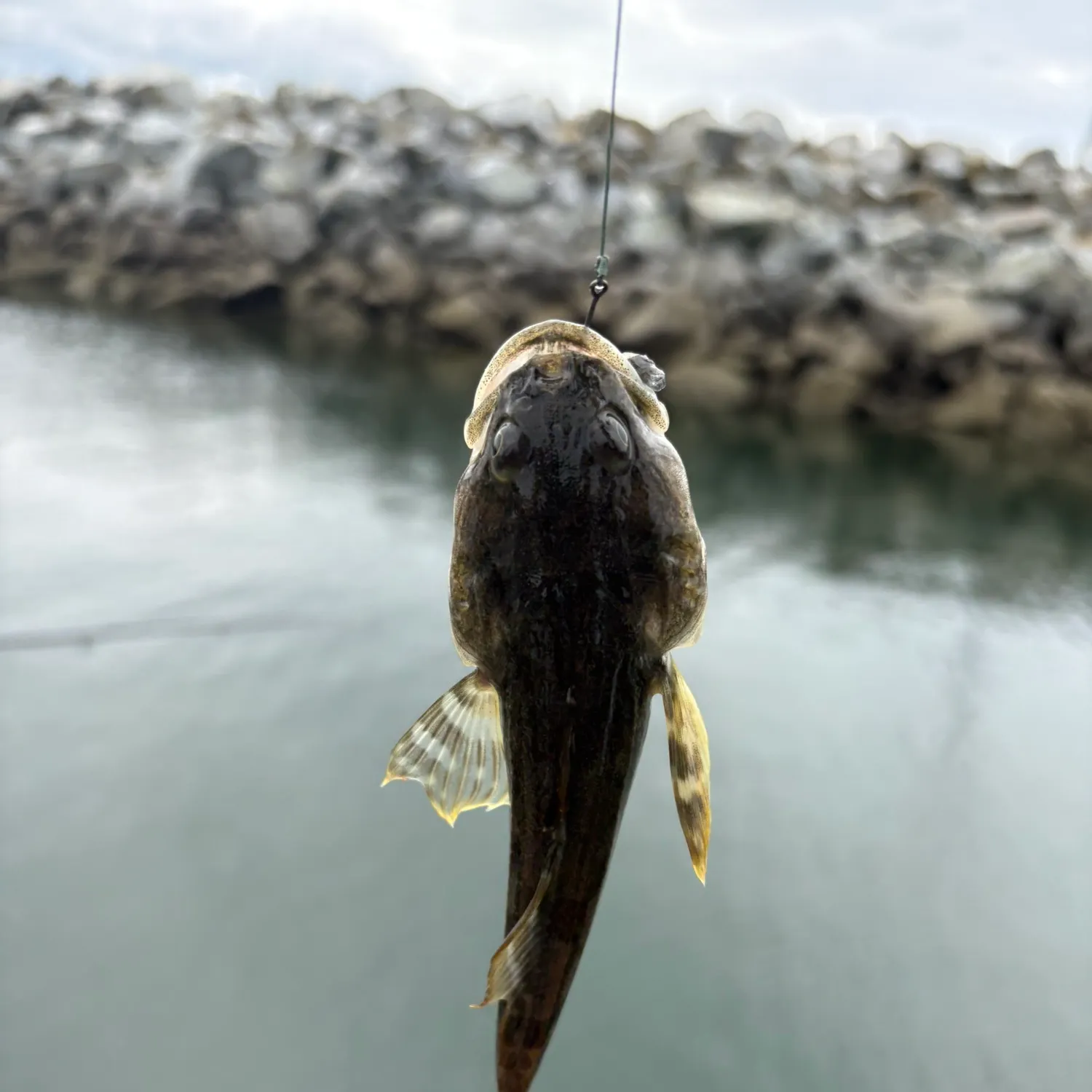 Fish caught on Fishbrain