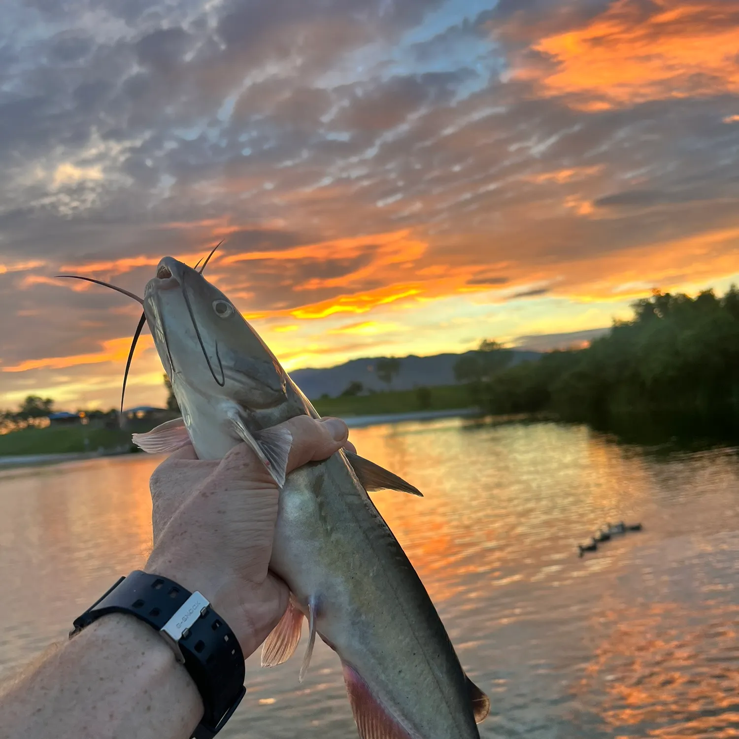 Channel catfish caught on Fishbrain