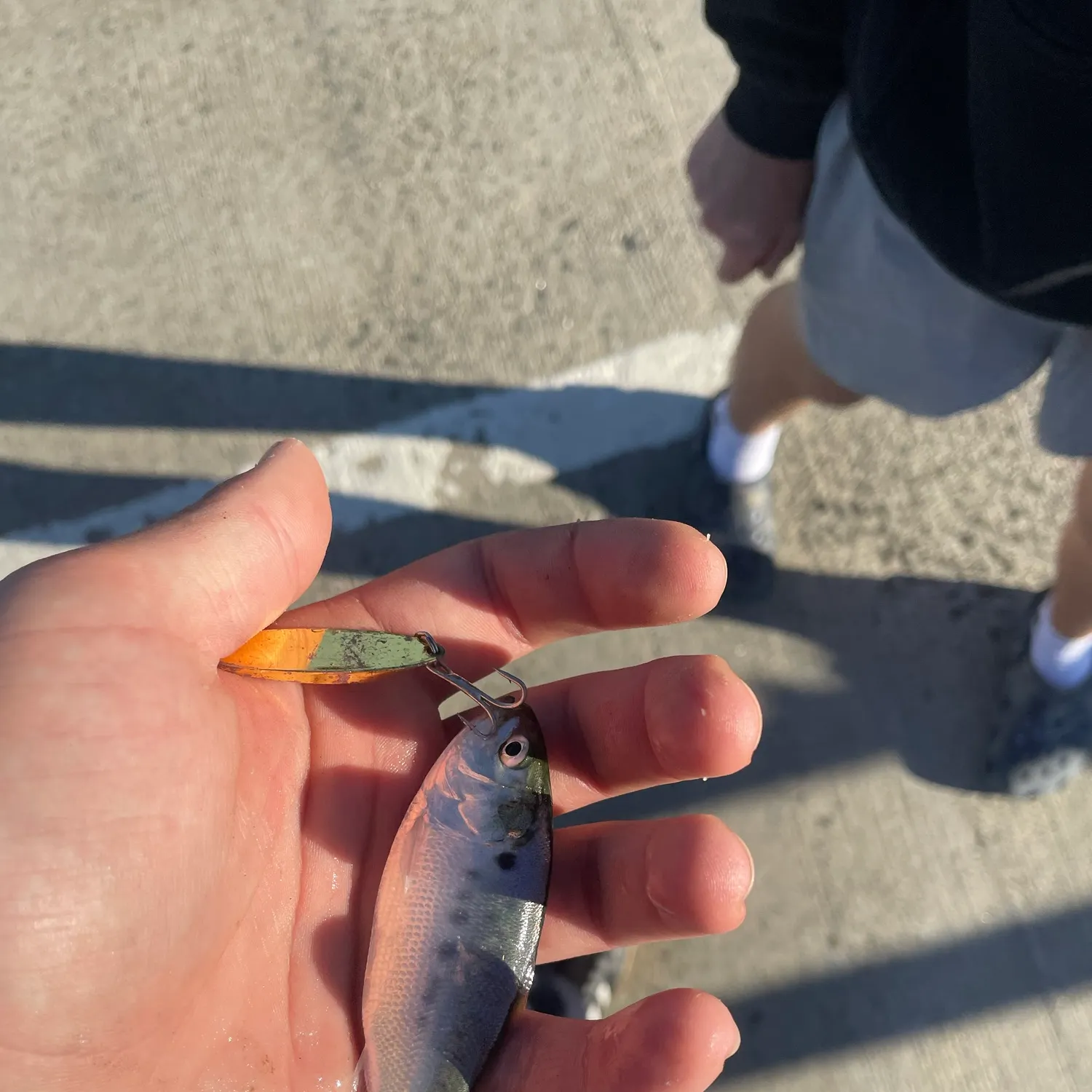 Hickory shad caught on Fishbrain