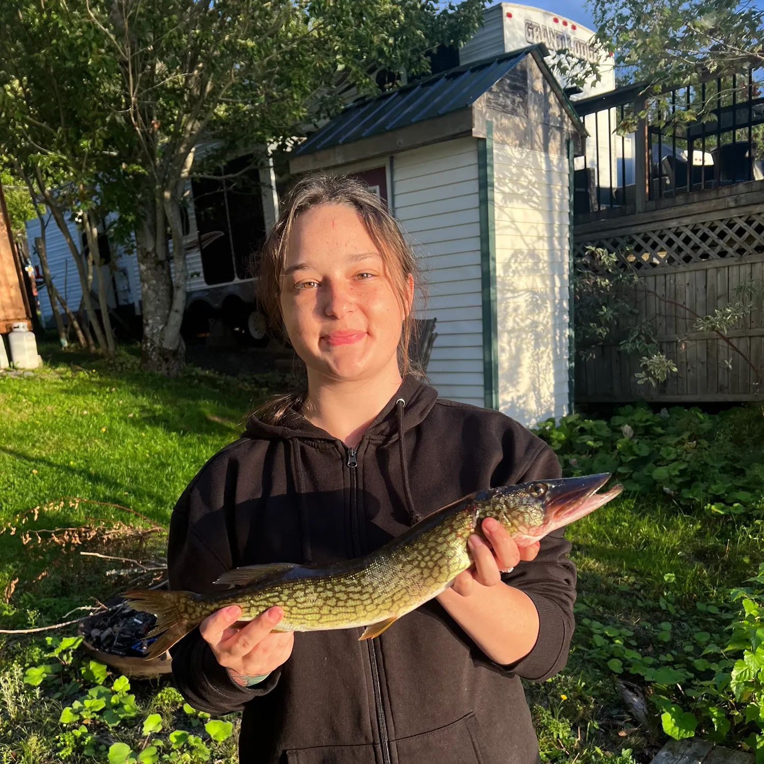 Chain pickerel caught on Fishbrain