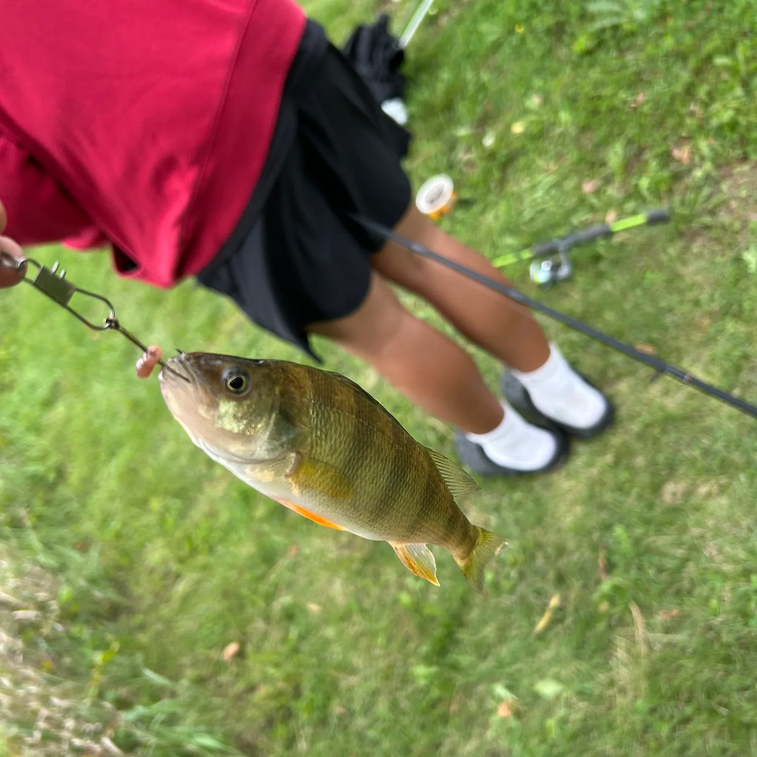 Yellow perch caught on Fishbrain