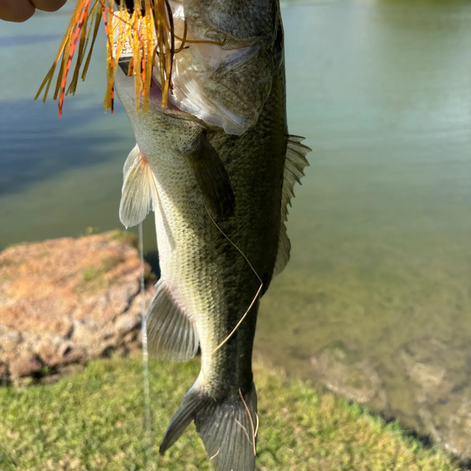 Largemouth bass caught on Fishbrain