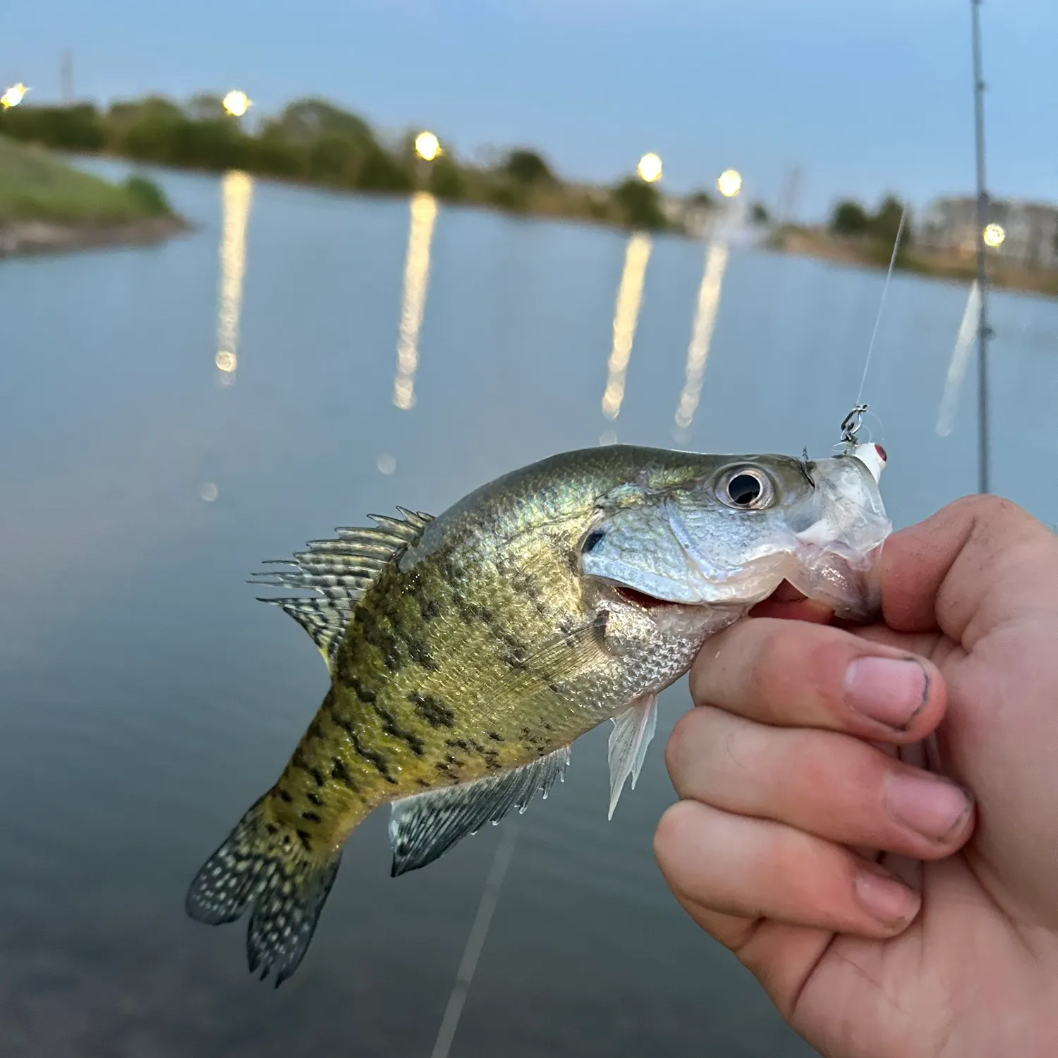 White crappie caught on Fishbrain