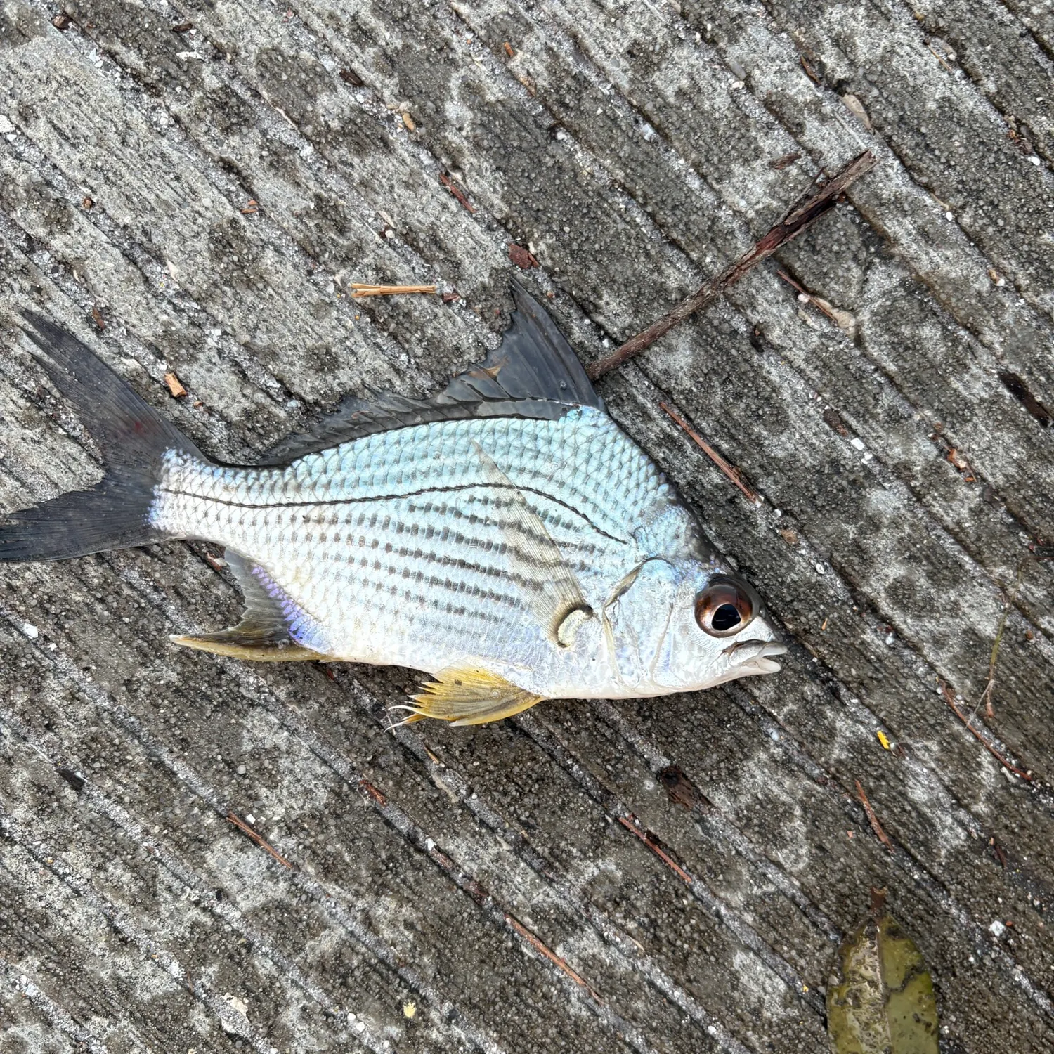The most recent Striped mojarra catches on Fishbrain