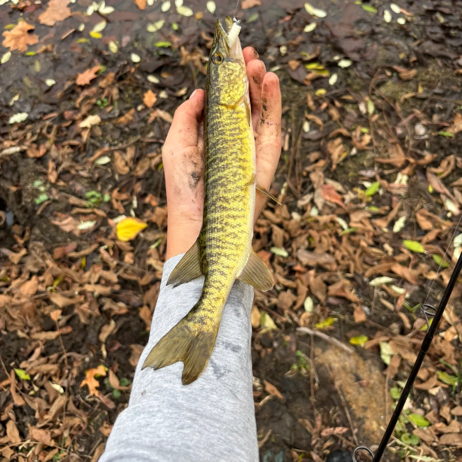 The most recent Grass pickerel catches on Fishbrain
