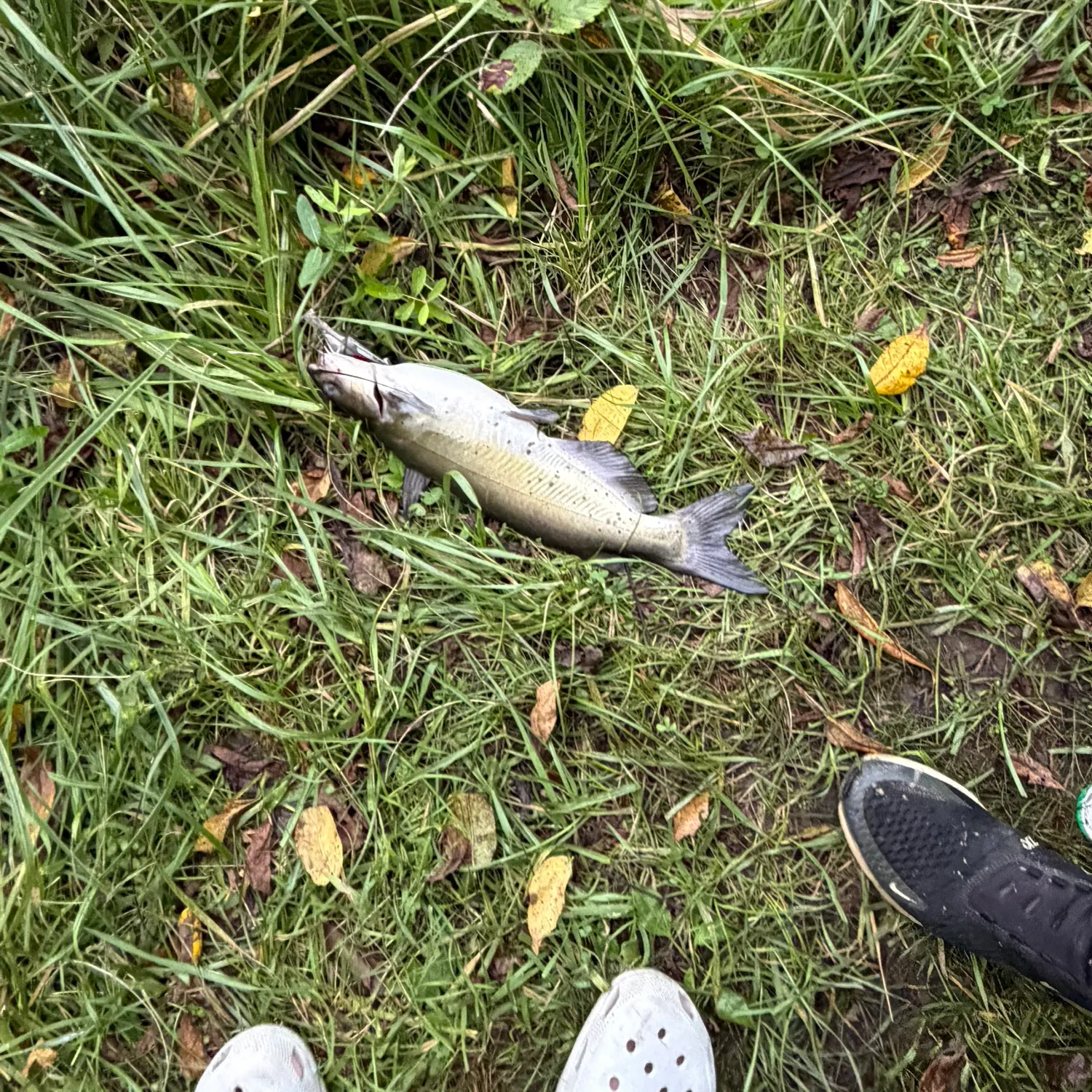 Channel catfish caught on Fishbrain