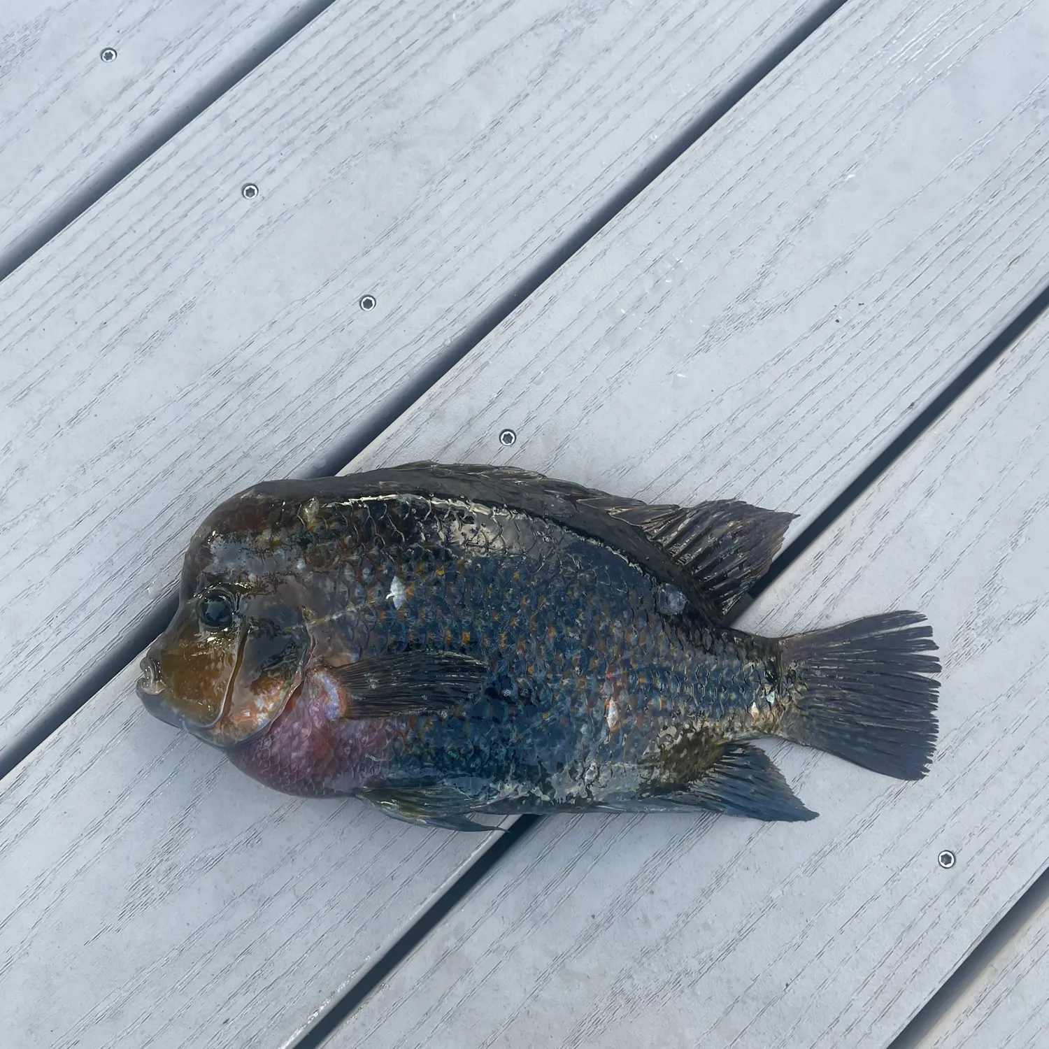 The most recent Redhead cichlid catches on Fishbrain