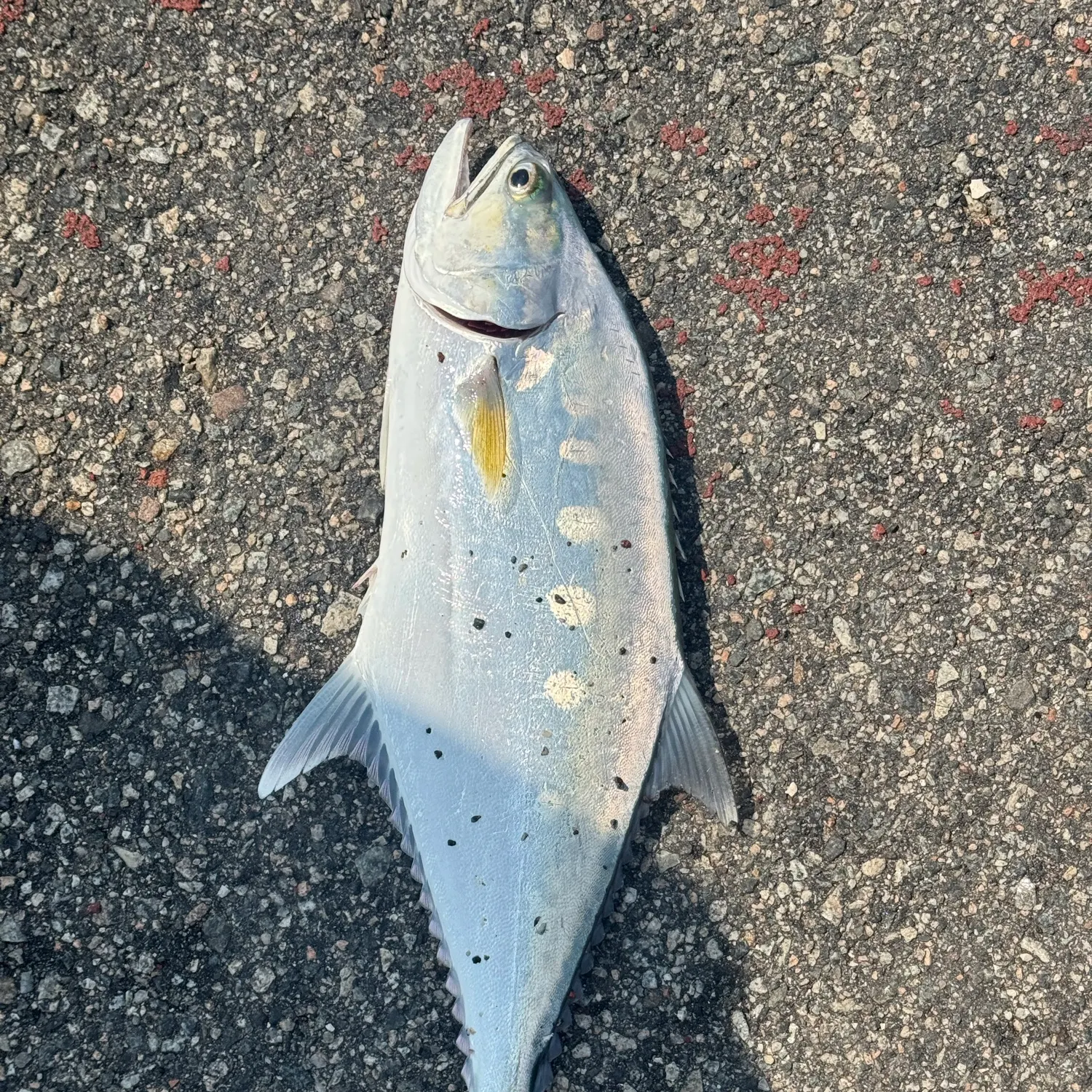 The most recent Talang queenfish catches on Fishbrain