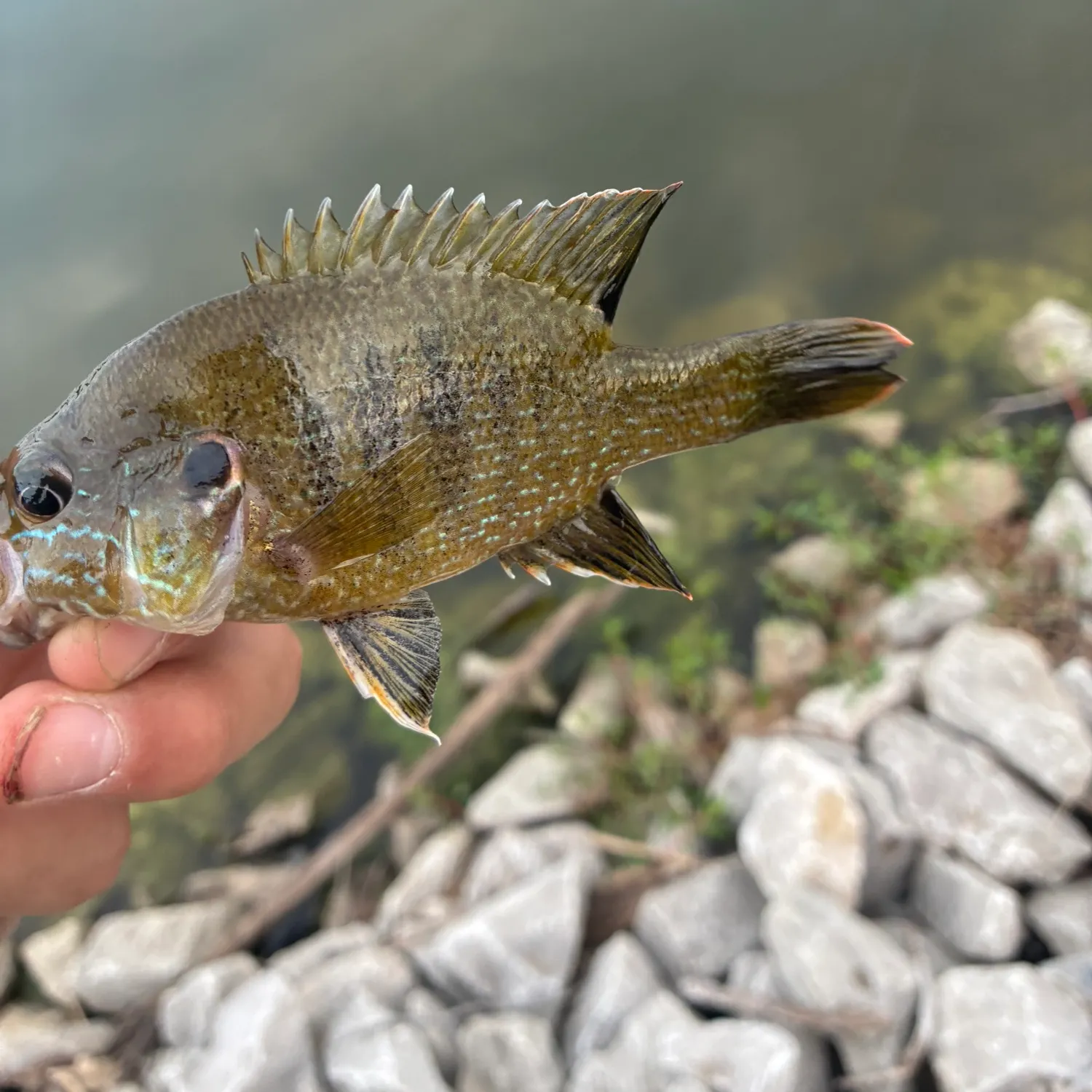 Green sunfish caught on Fishbrain