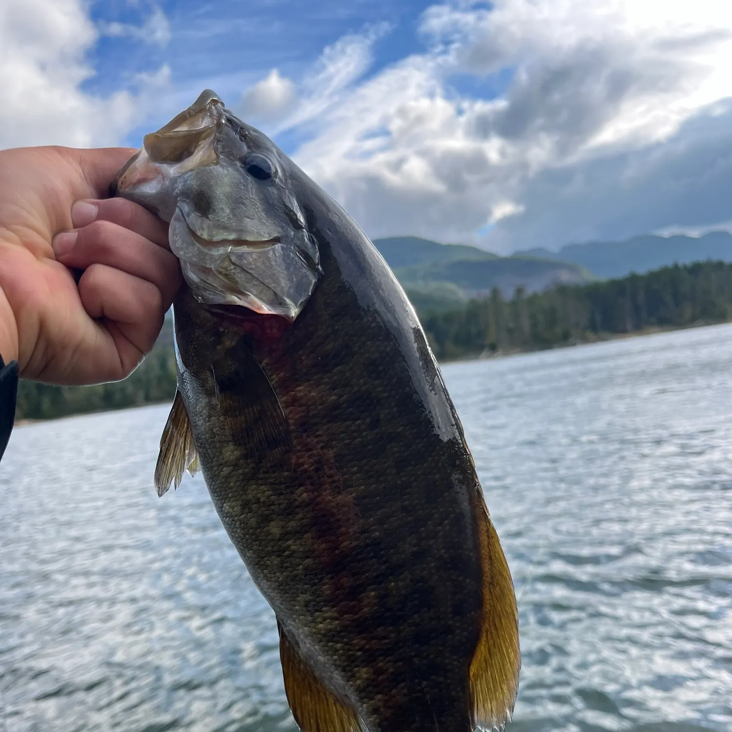 Smallmouth bass caught on Fishbrain