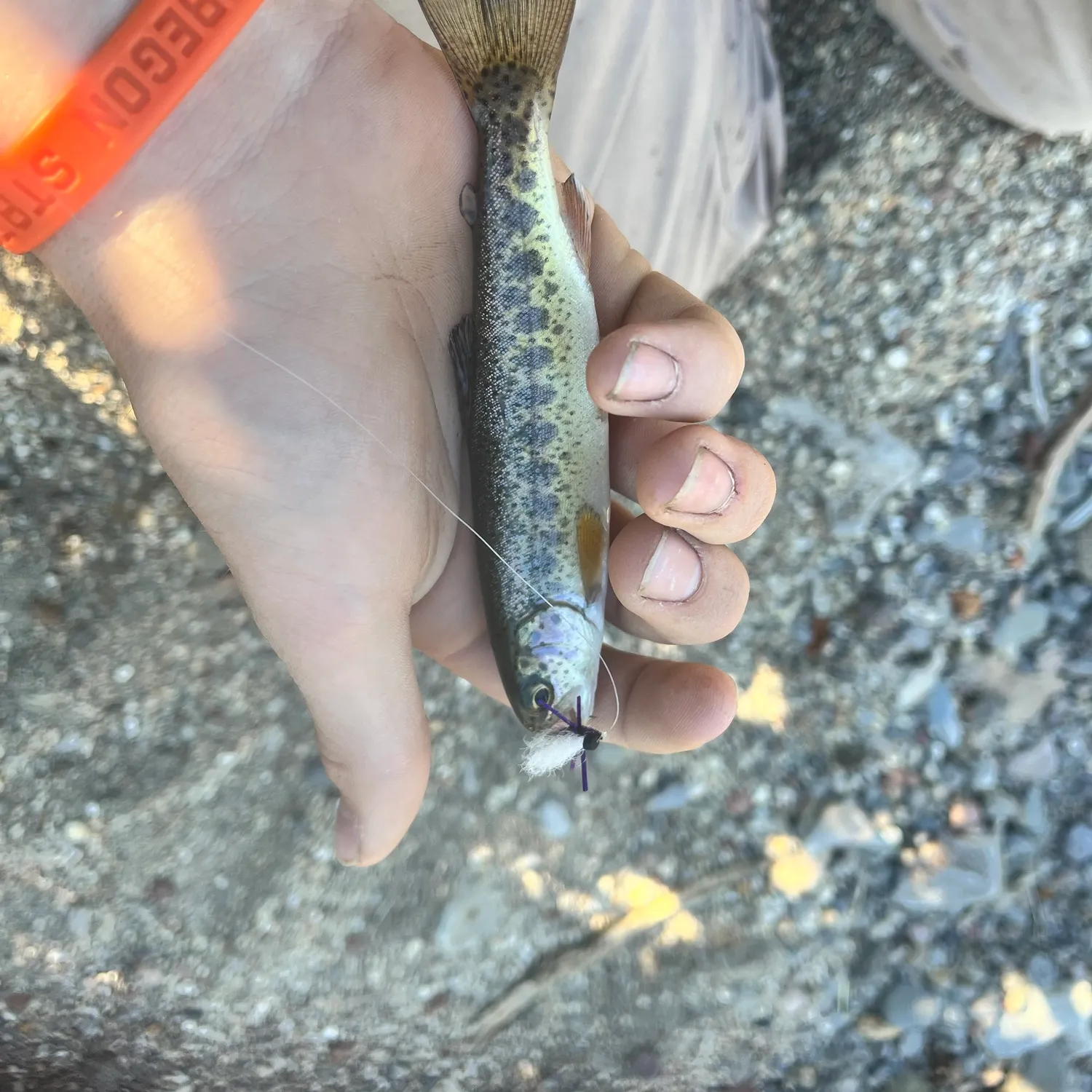 The most recent Great basin redband trout catches on Fishbrain