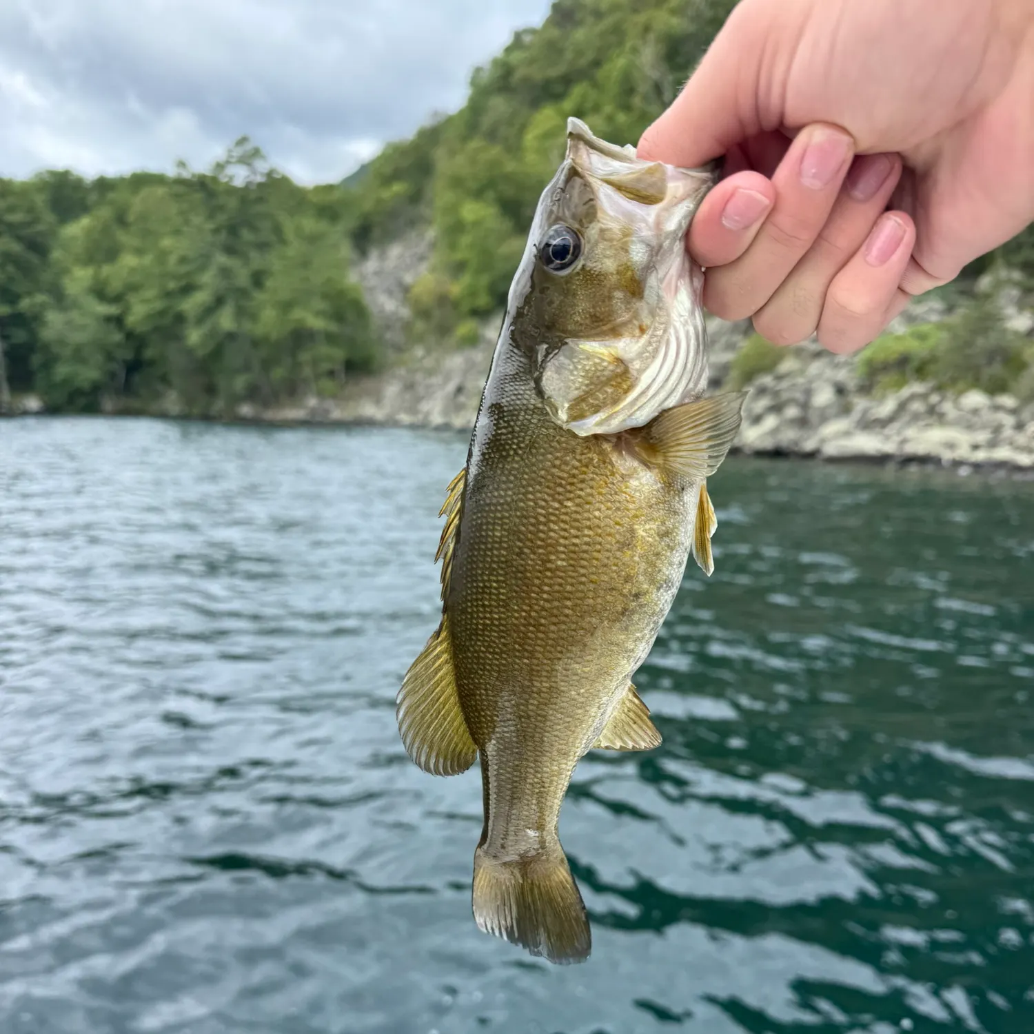 Smallmouth bass caught on Fishbrain