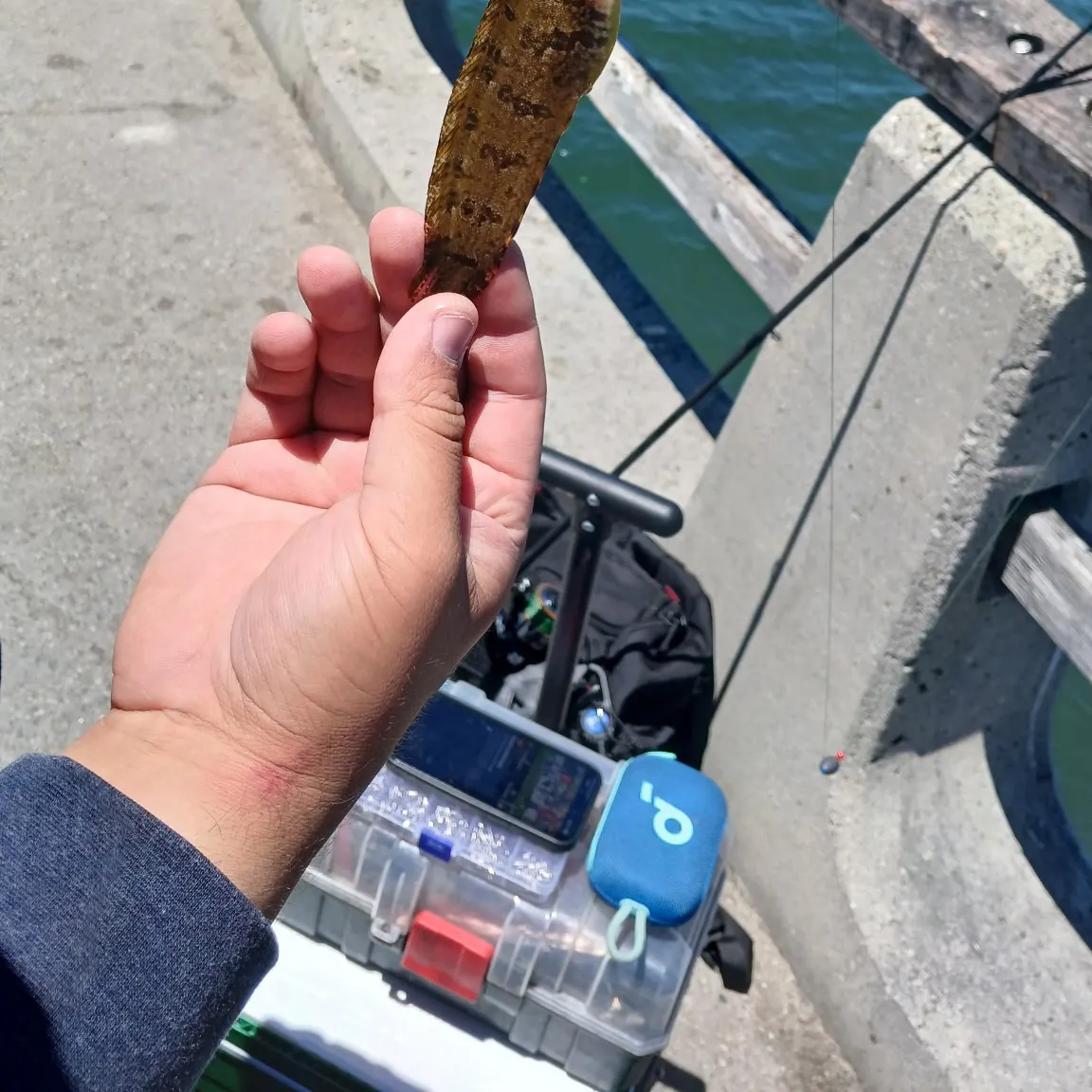 The most recent Striped kelpfish catches on Fishbrain