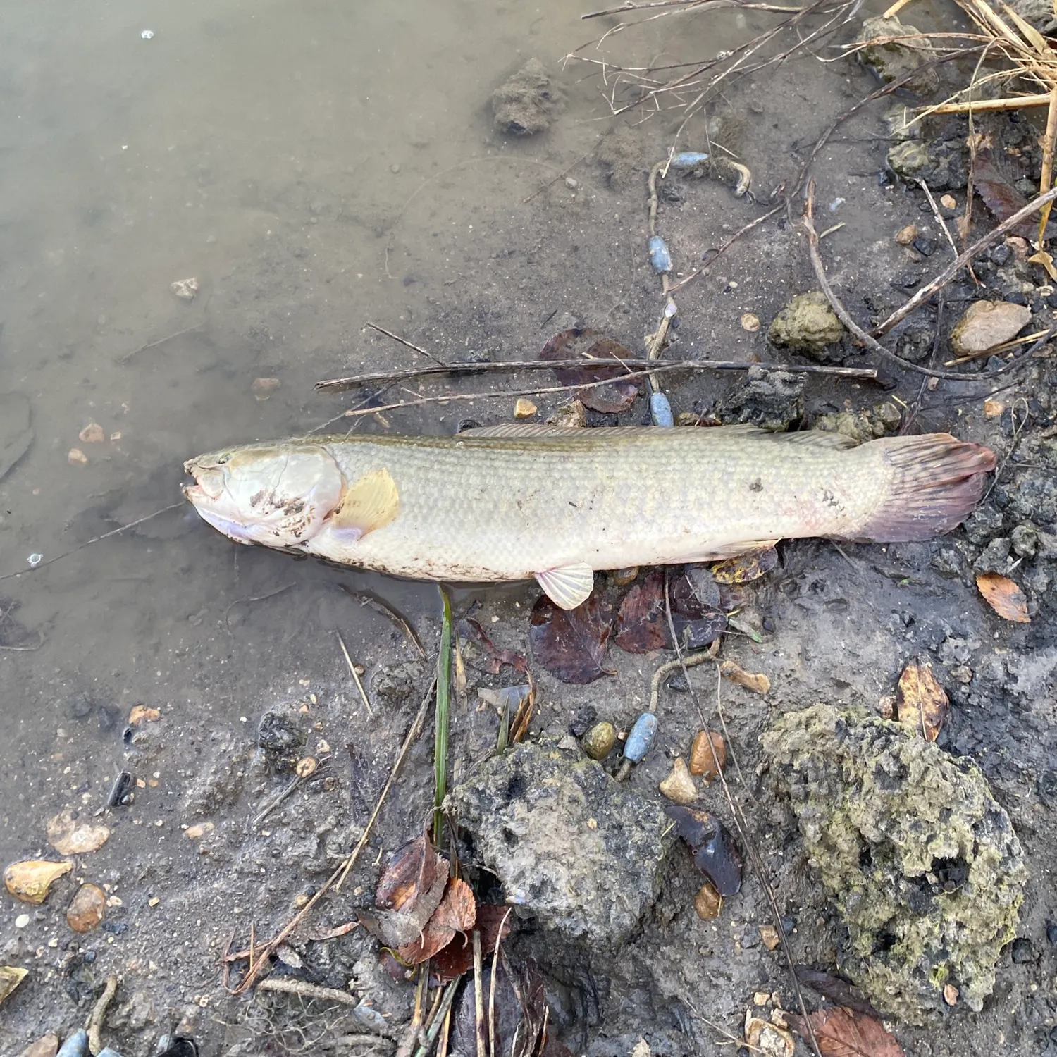 The most recent Eyetail bowfin catches on Fishbrain