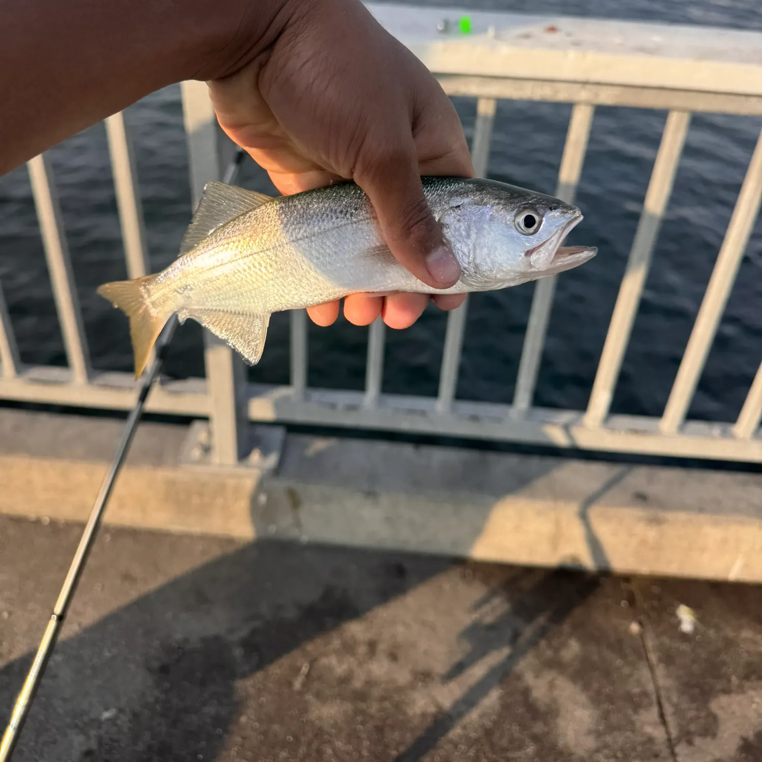 The most recent Queenfish catches on Fishbrain