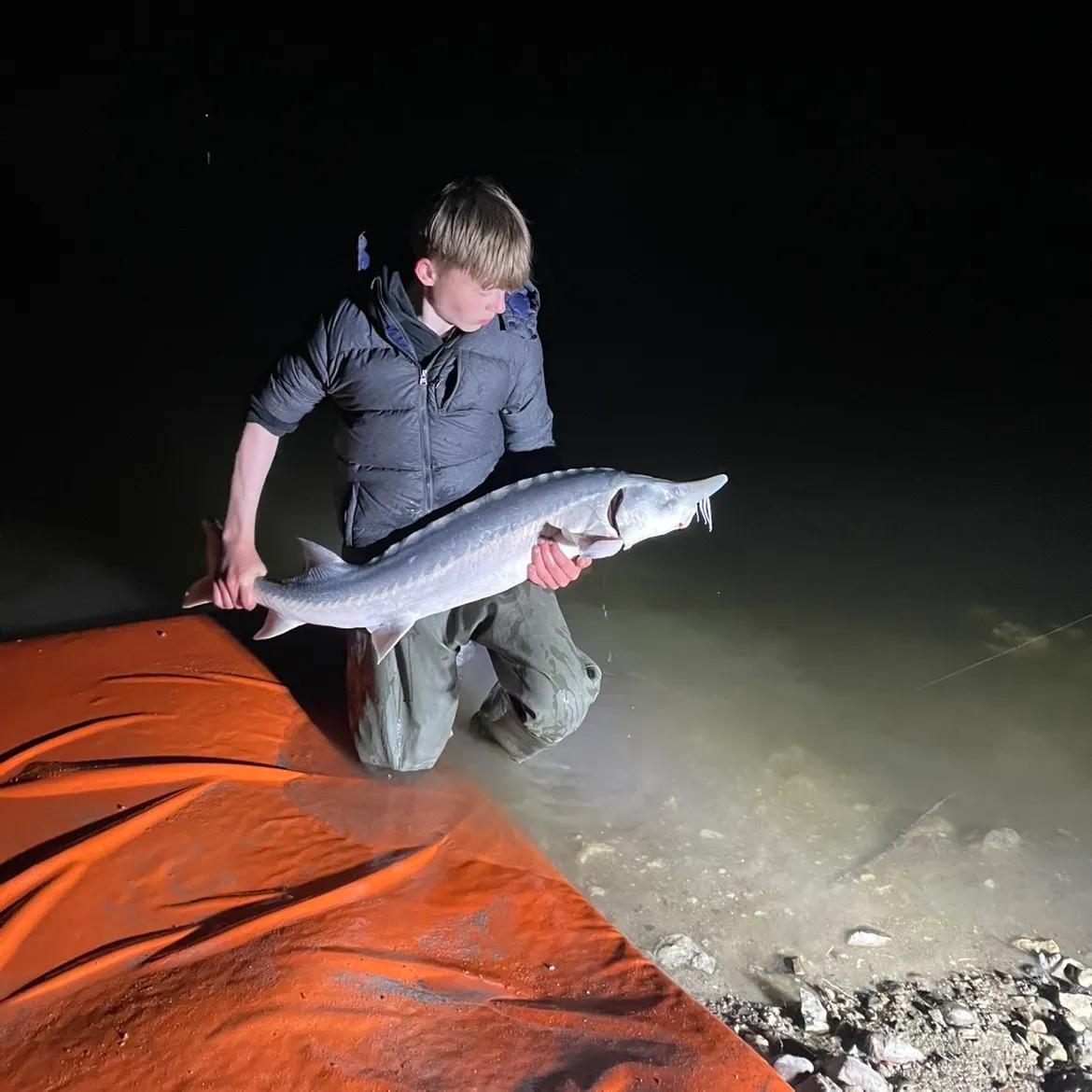 The most recent Russian sturgeon catches on Fishbrain