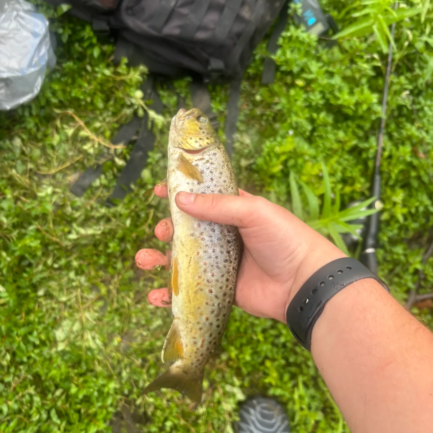 Brown trout caught on Fishbrain