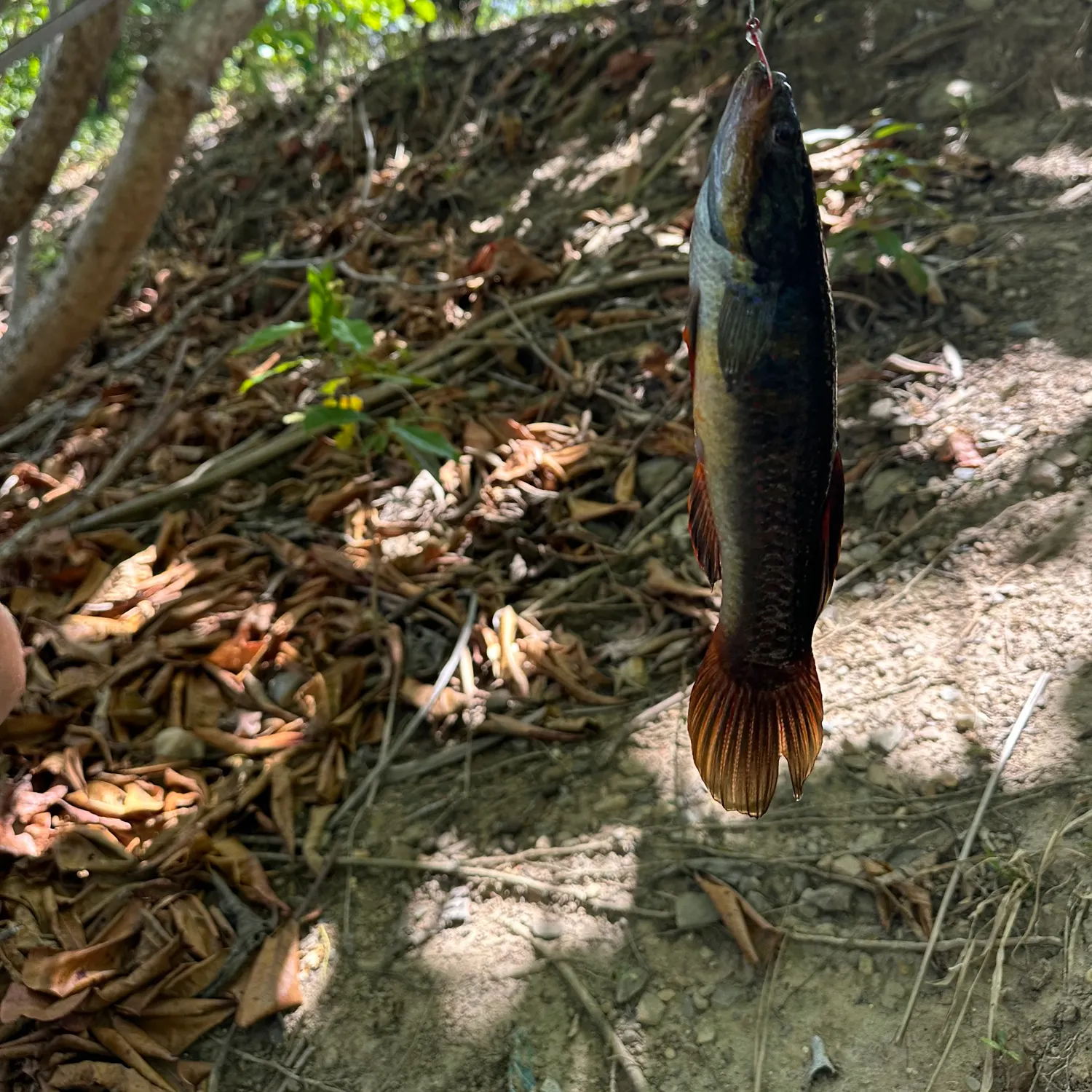 Ruddy bowfin caught on Fishbrain