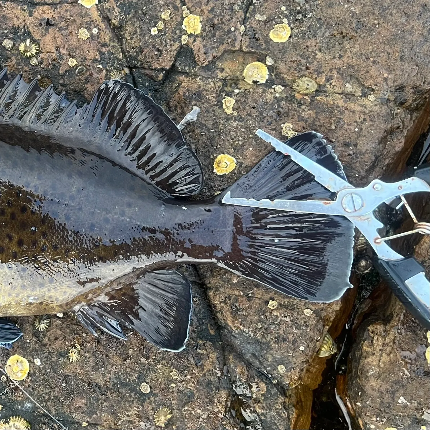 The most recent Eastern wirrah catches on Fishbrain