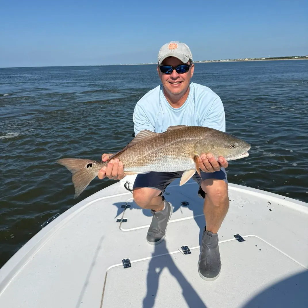 The most recent Red drum catches on Fishbrain