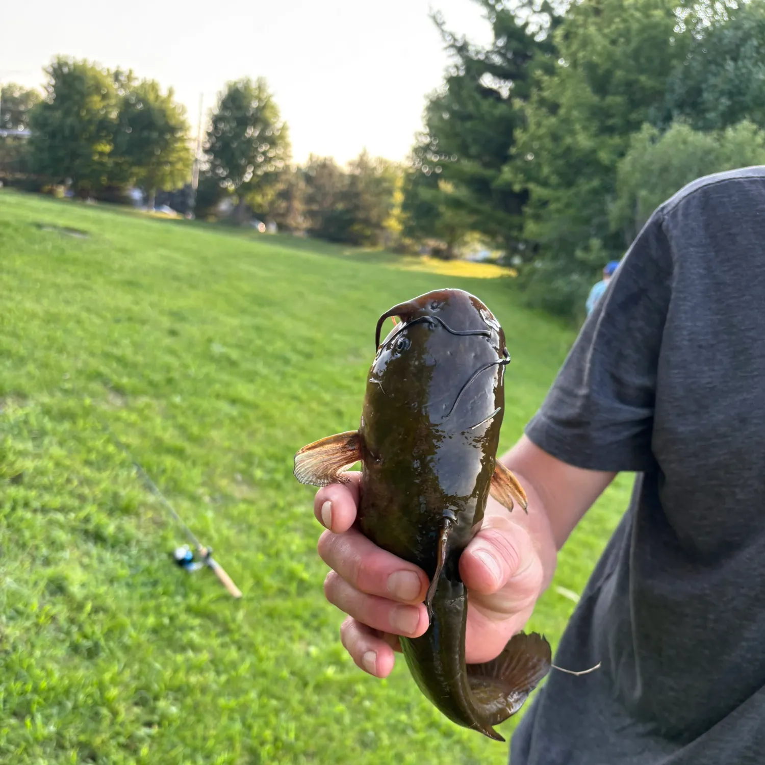 Yellow bullhead caught on Fishbrain