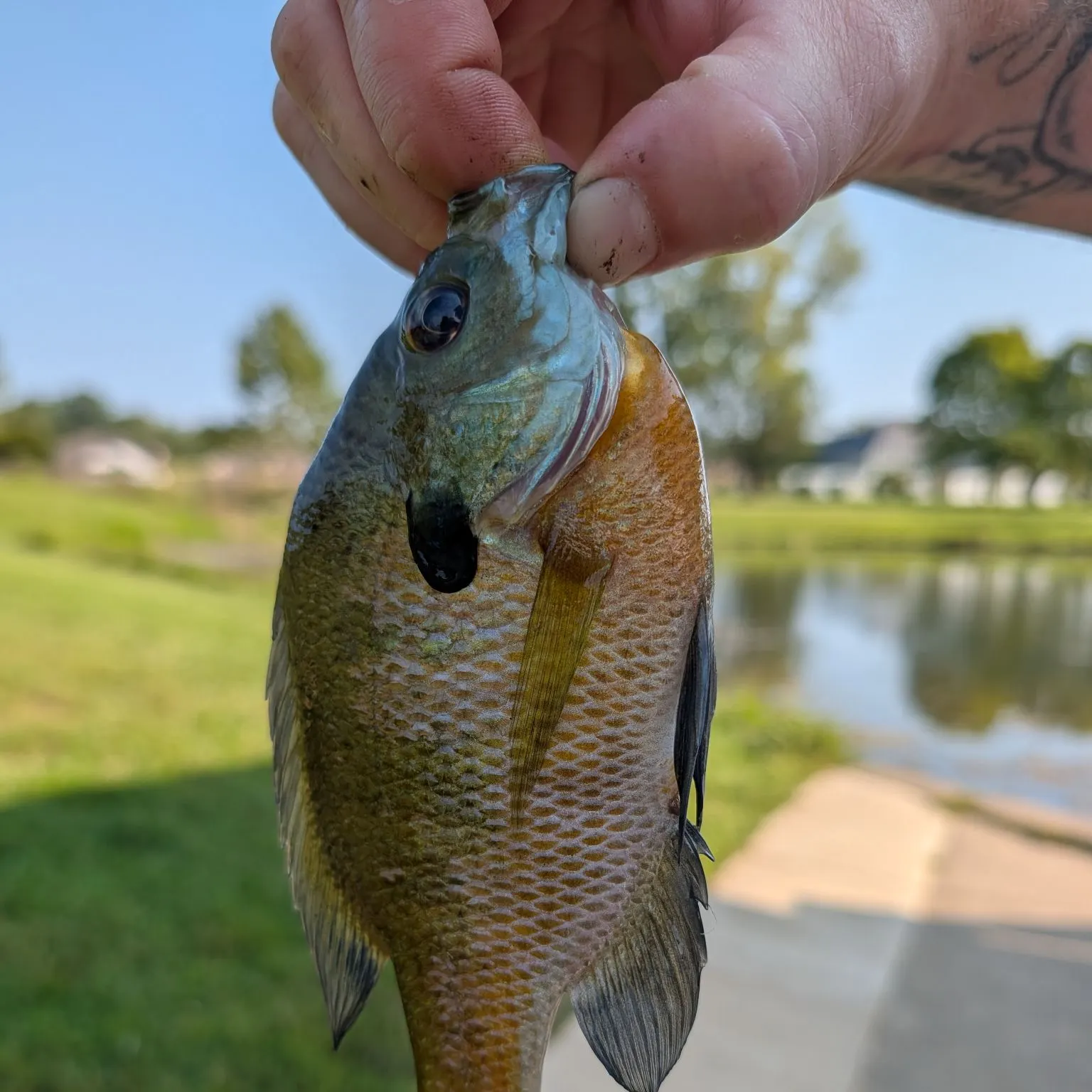 Fish caught on Fishbrain