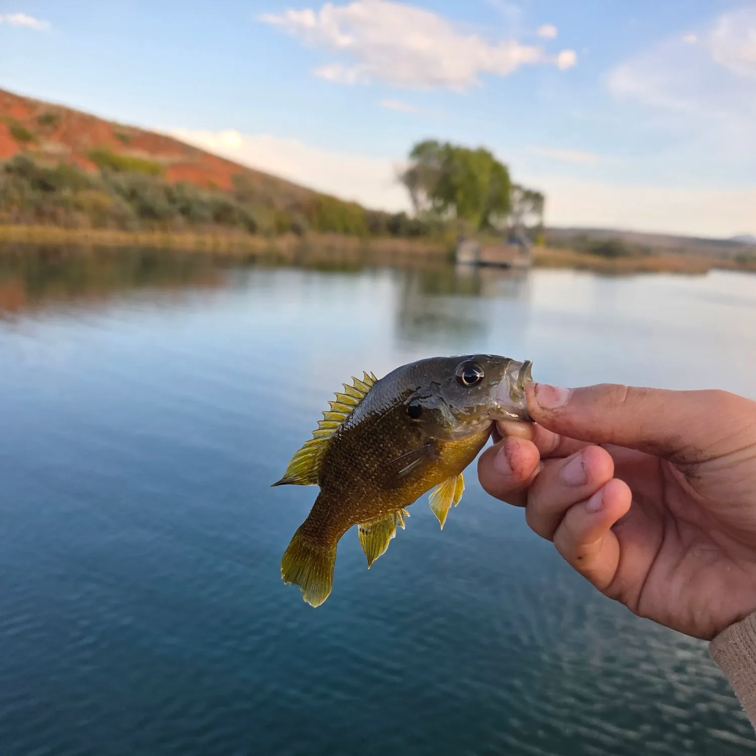 Green sunfish caught on Fishbrain