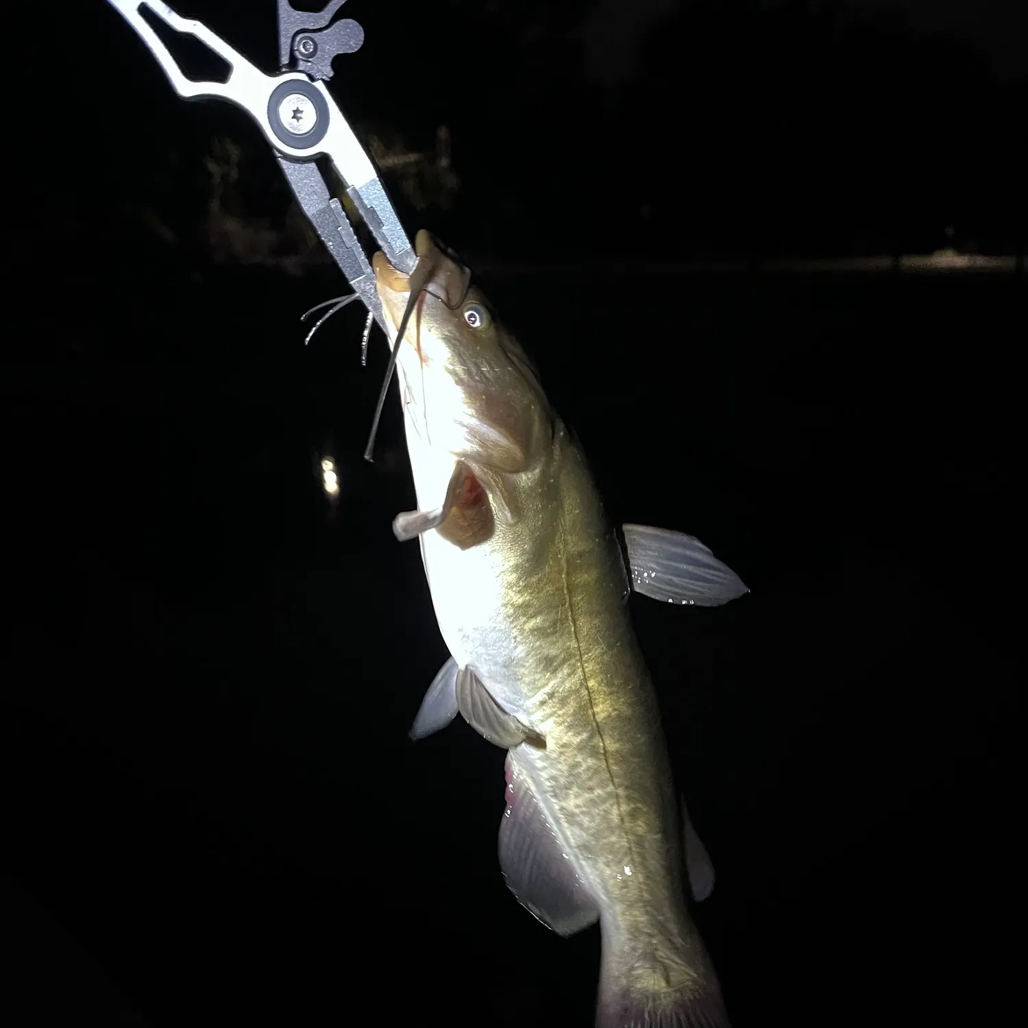 Yellow bullhead caught on Fishbrain