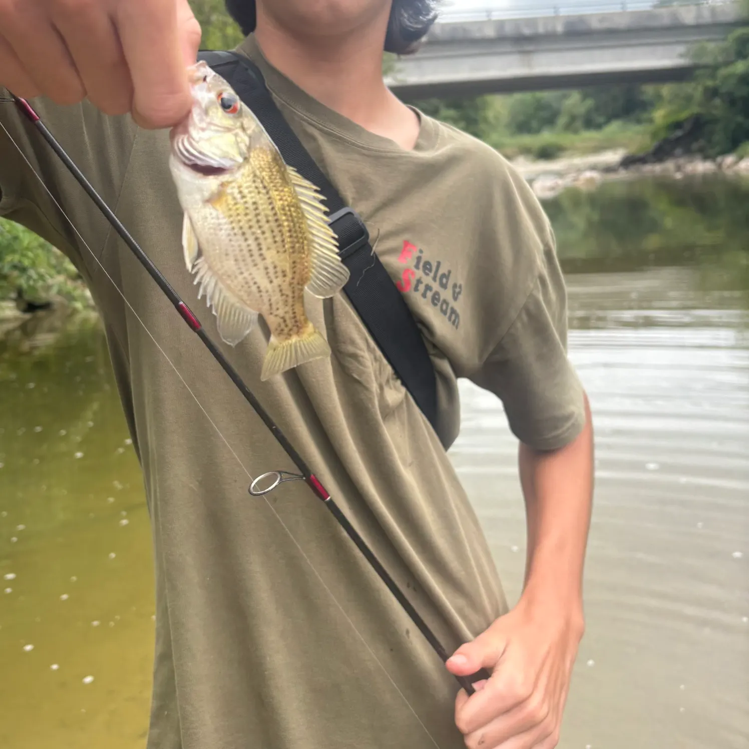 Rock bass caught on Fishbrain