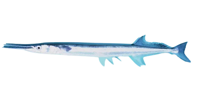 Agujon needlefish