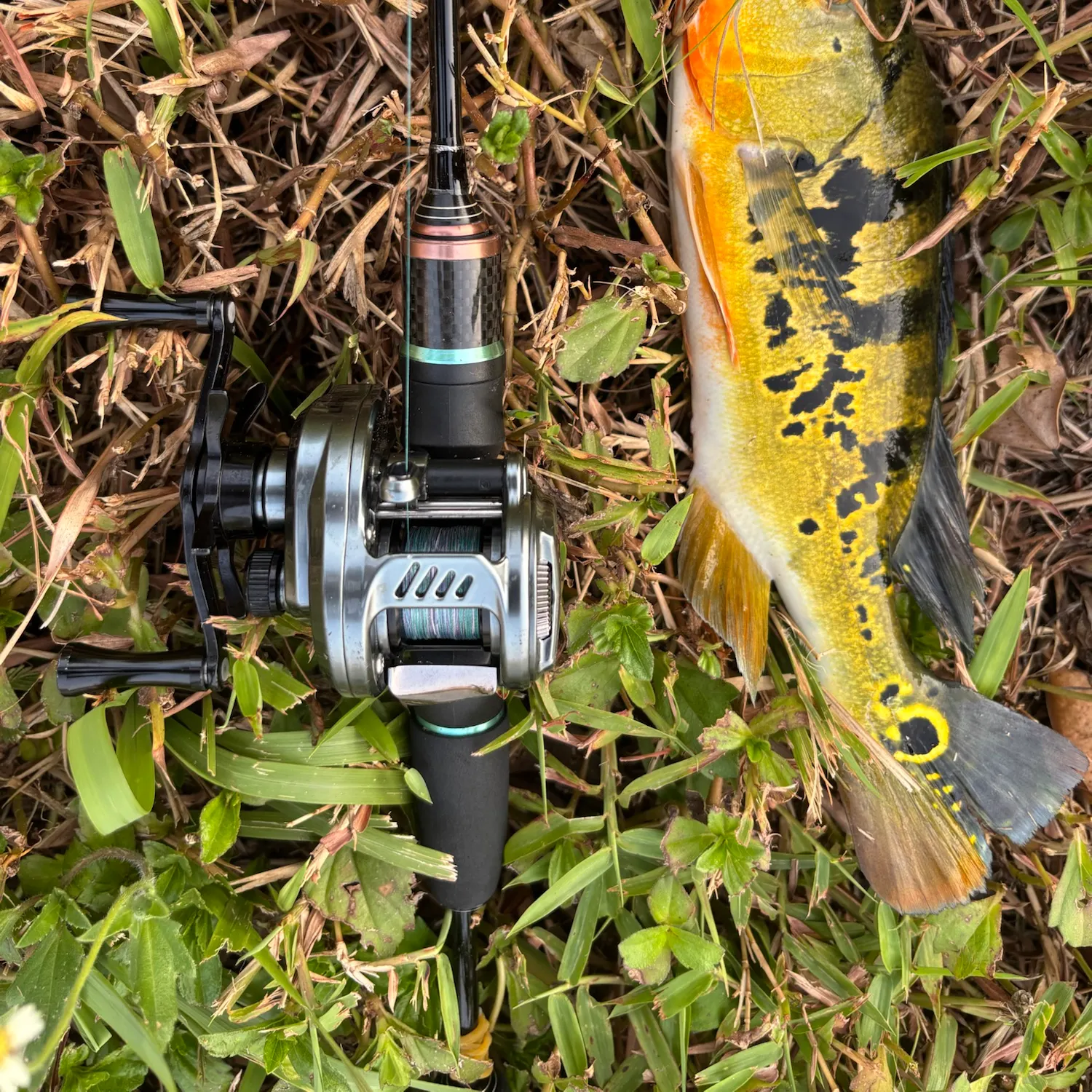 The most recent Monoculus peacock bass catches on Fishbrain