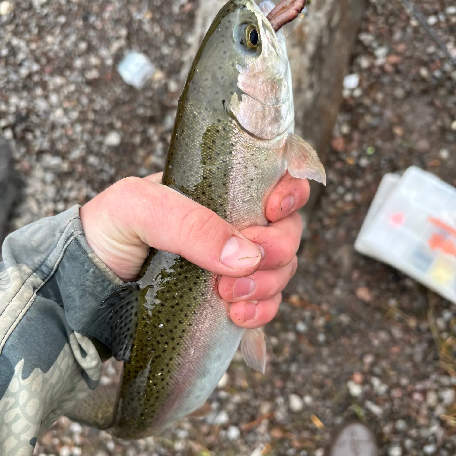 Rainbow trout caught on Fishbrain