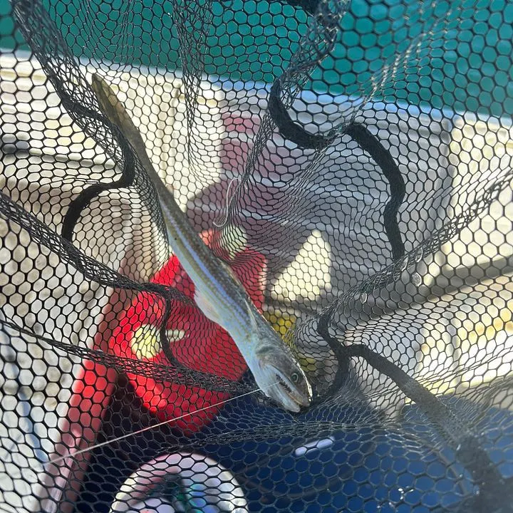 The most recent Brushtooth lizardfish catches on Fishbrain