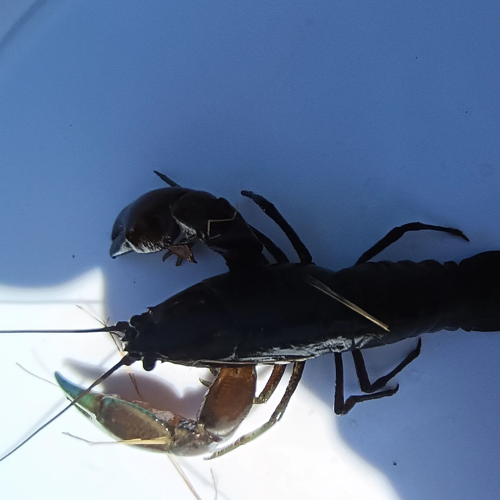 The most recent Common yabby catches on Fishbrain