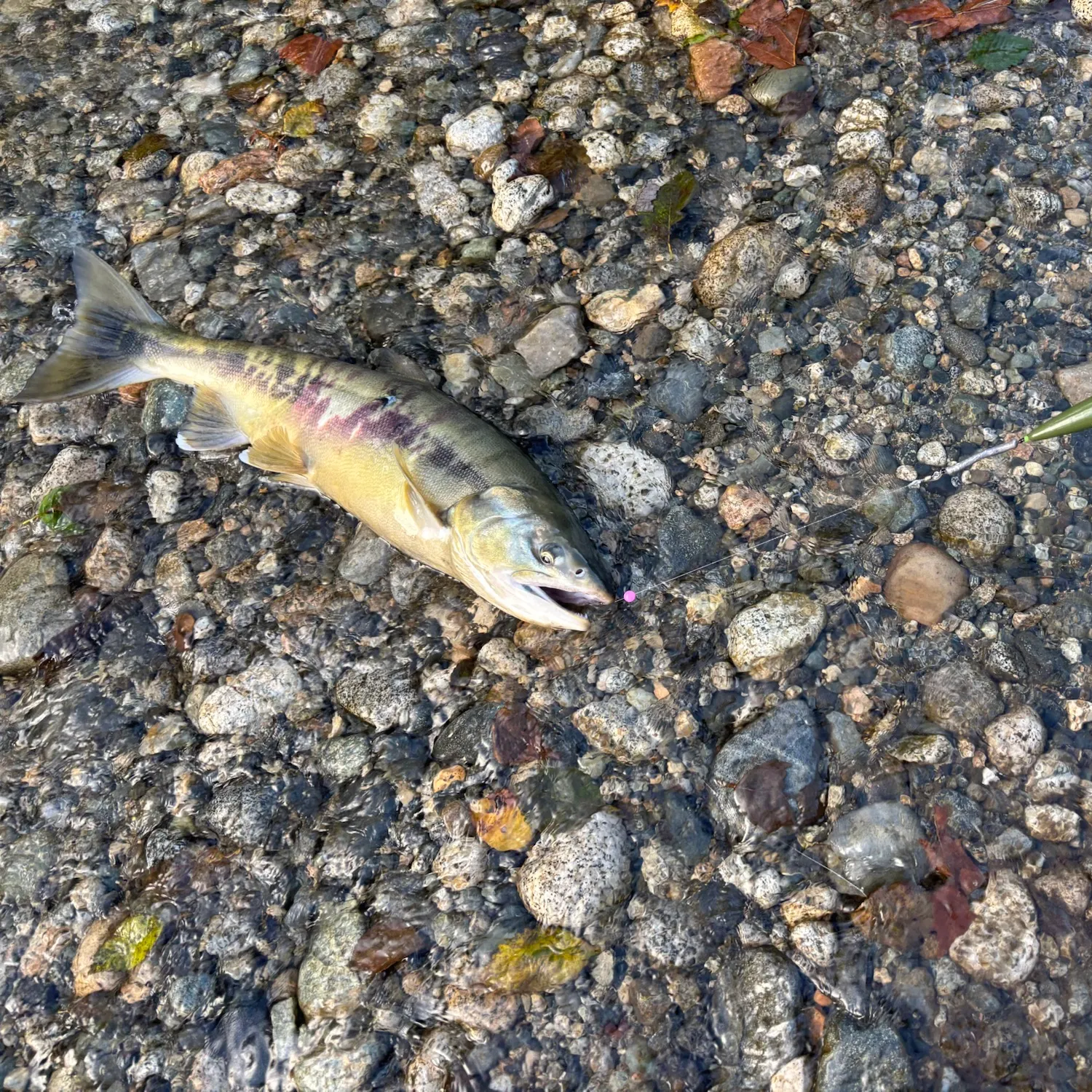 Chum salmon caught on Fishbrain