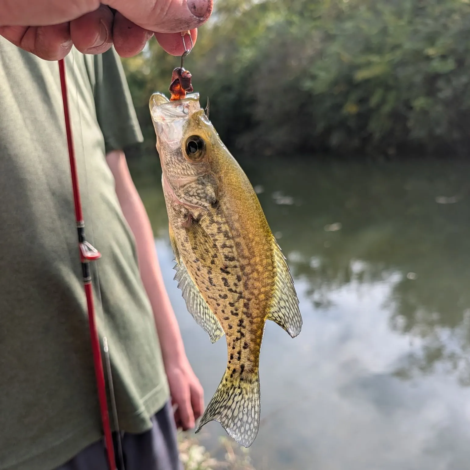 Black crappie caught on Fishbrain