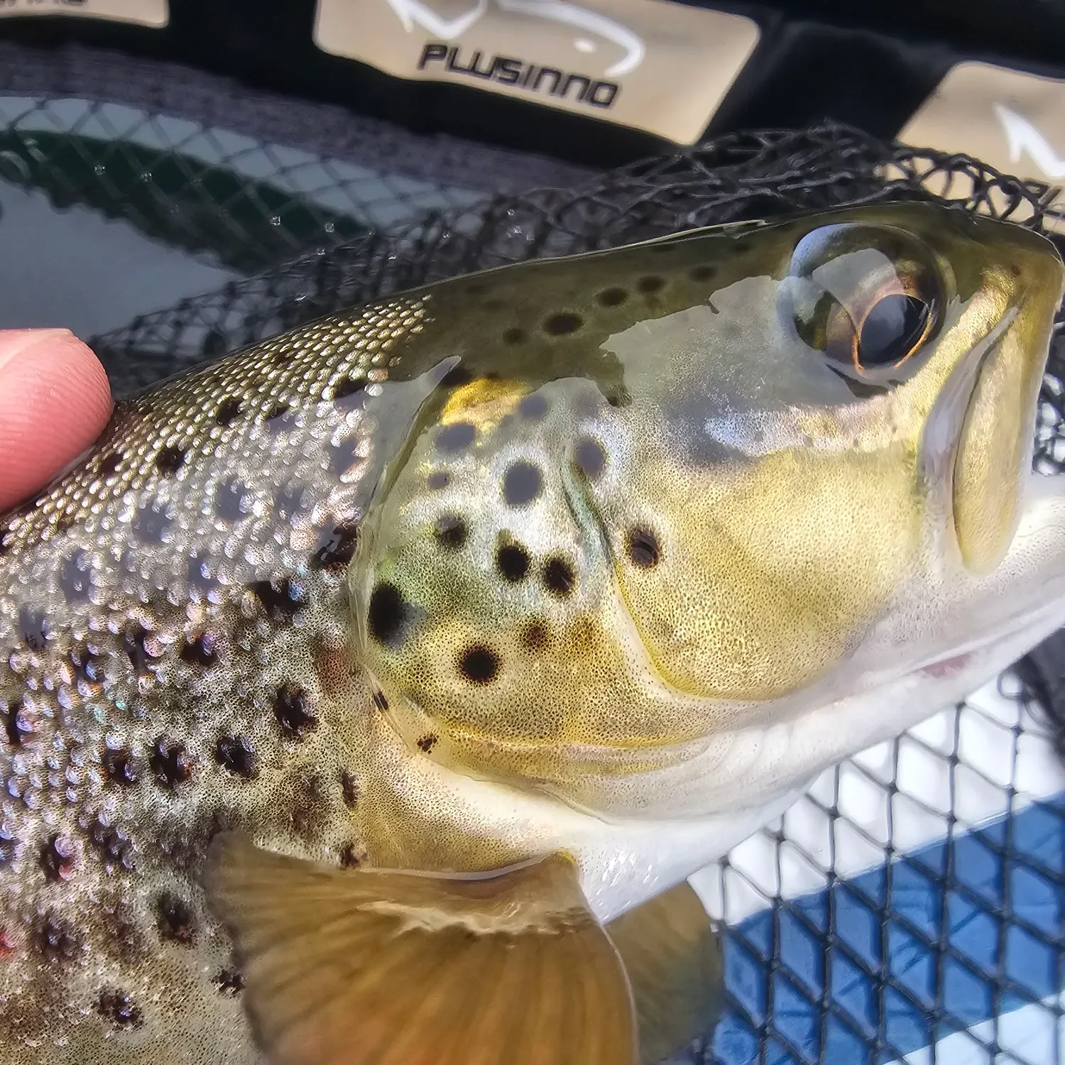 Brown trout caught on Fishbrain