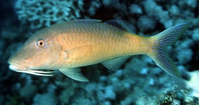 Goldsaddle goatfish