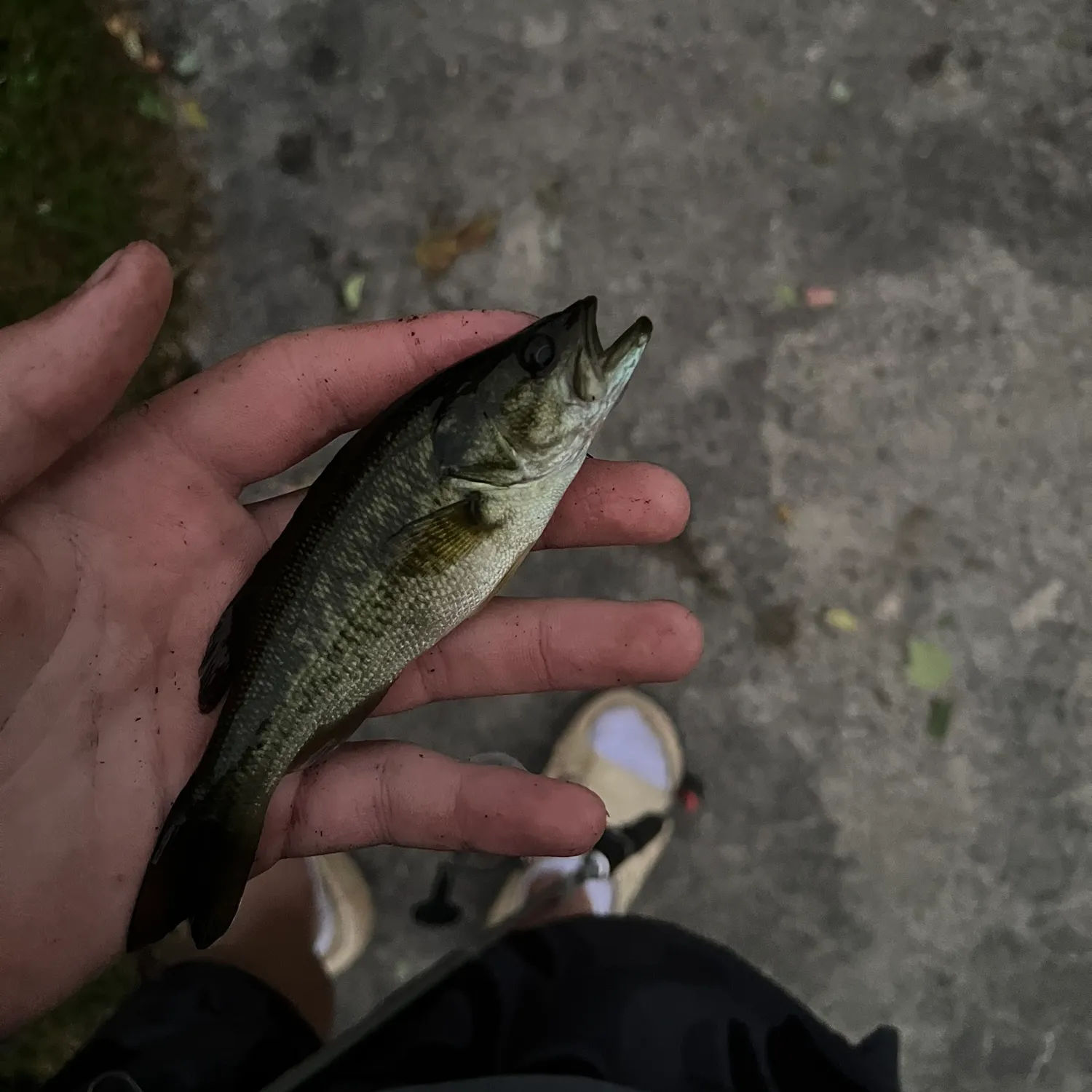 Fish caught on Fishbrain