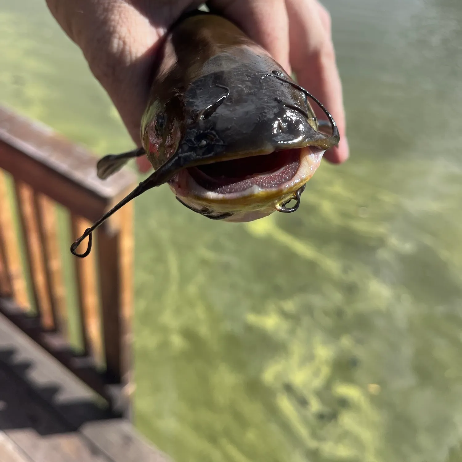 Black bullhead caught on Fishbrain