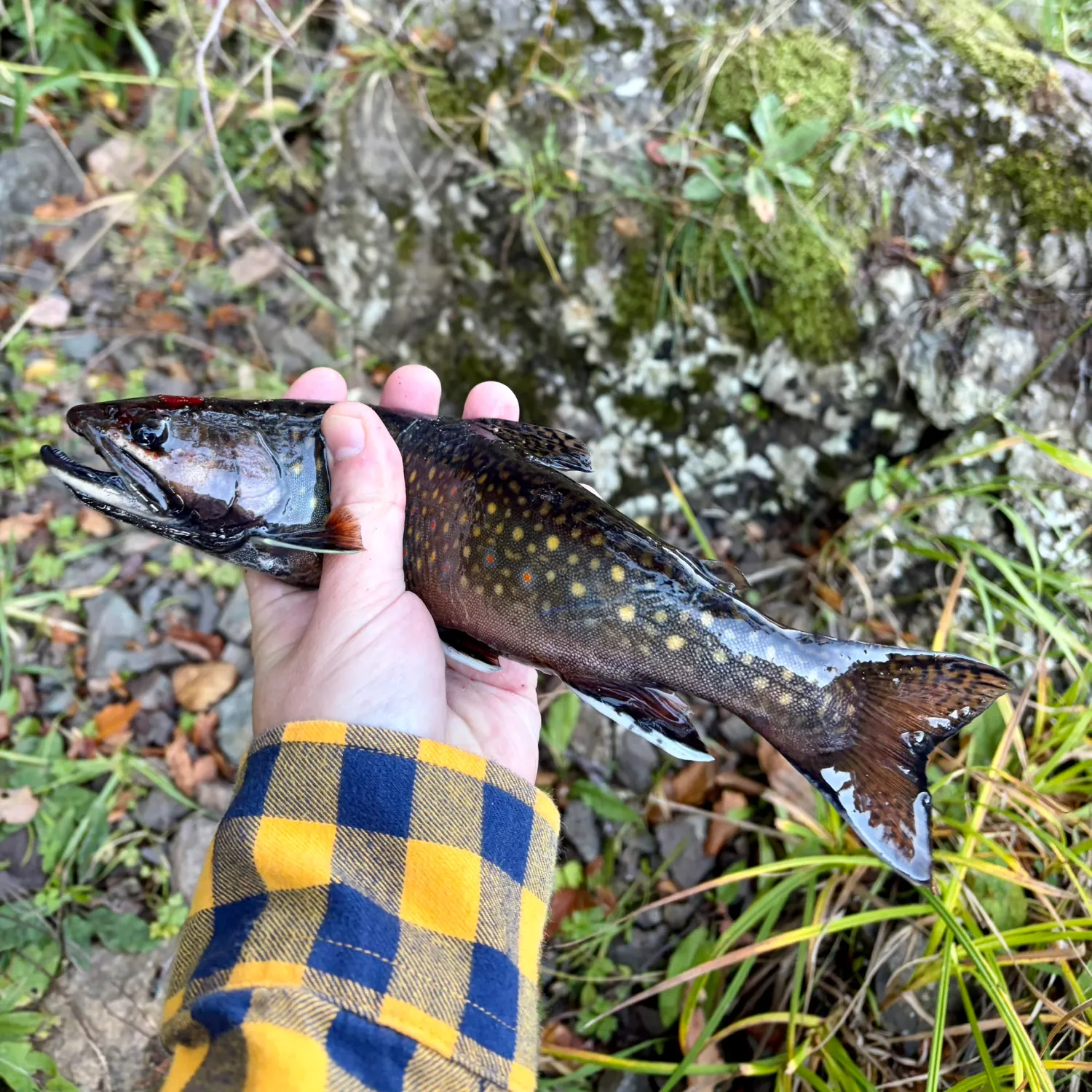 Brook trout caught on Fishbrain