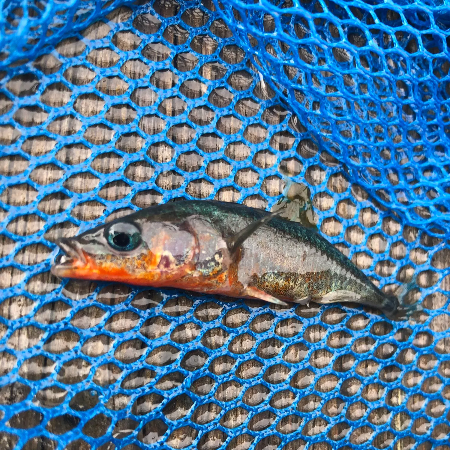 Three-spined stickleback caught on Fishbrain