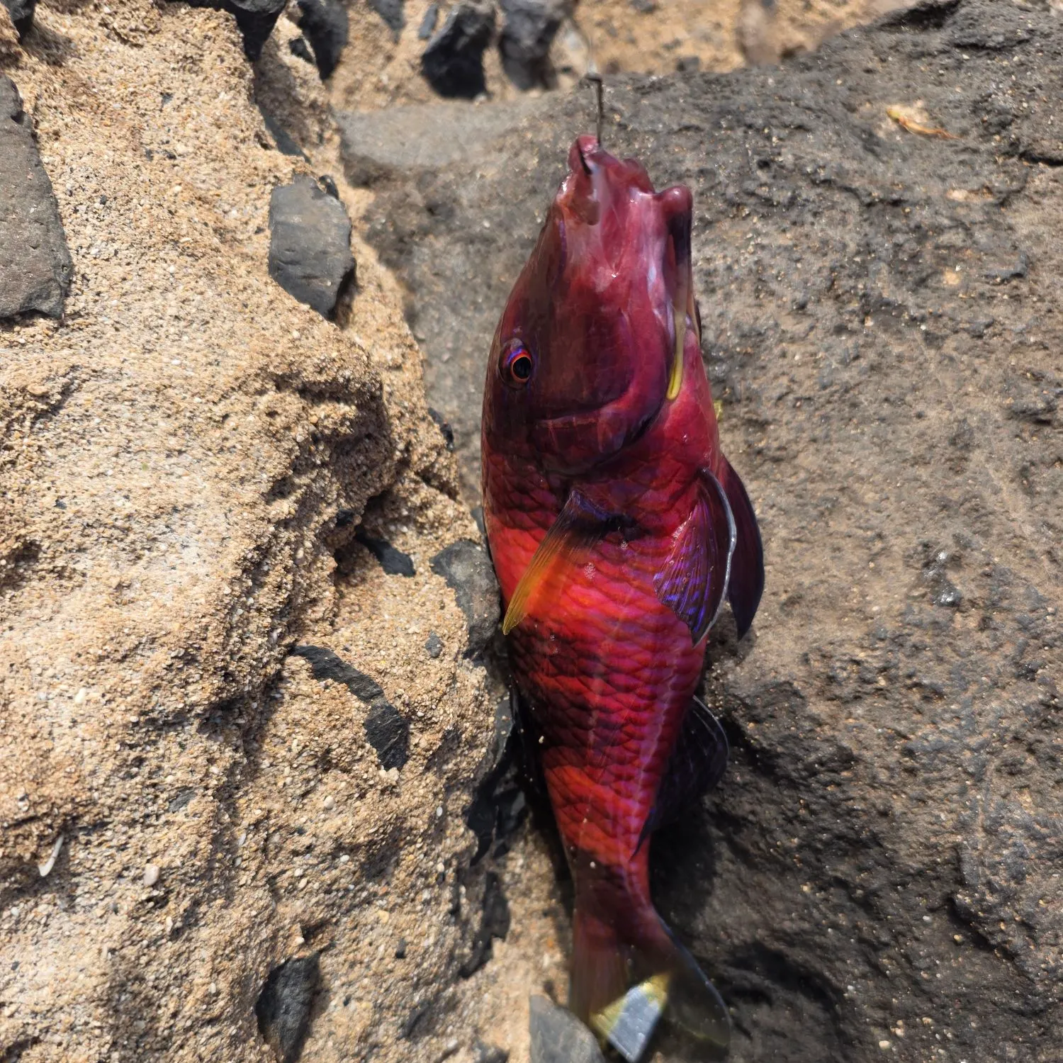 The most recent Island goatfish catches on Fishbrain