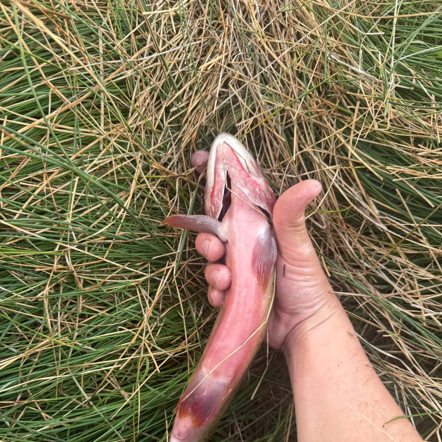 The most recent Colorado river cutthroat trout catches on Fishbrain
