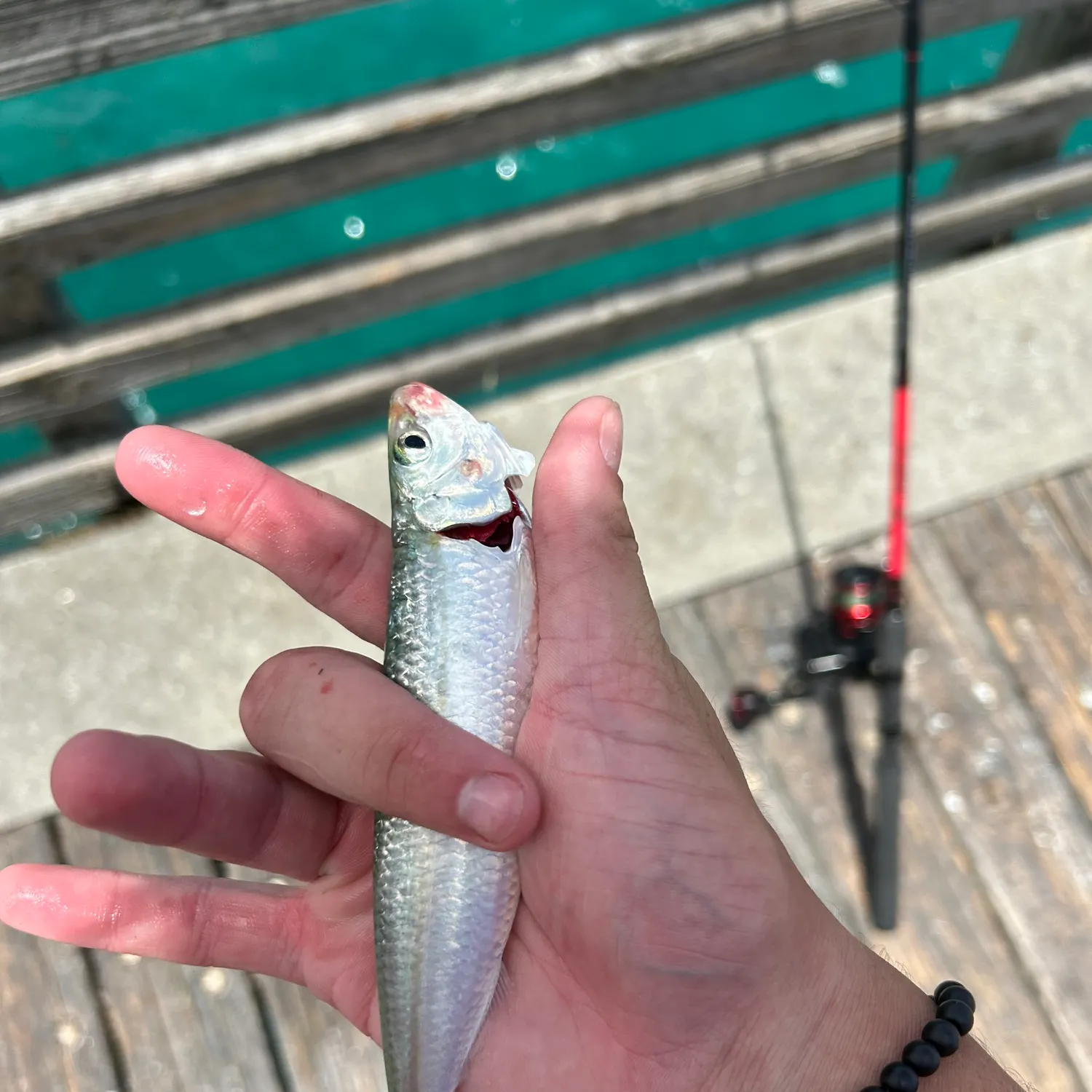 The most recent Atlantic herring catches on Fishbrain