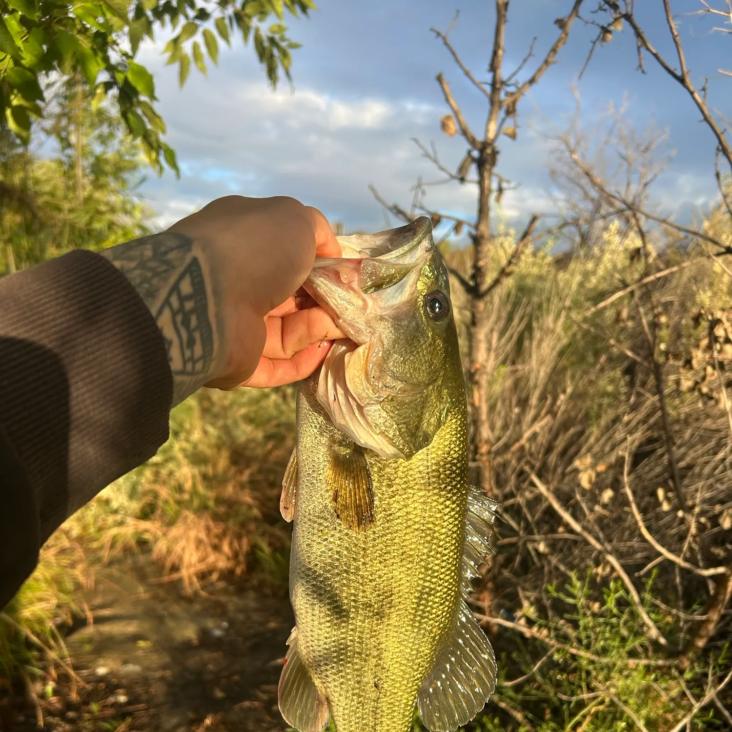 Largemouth bass caught on Fishbrain