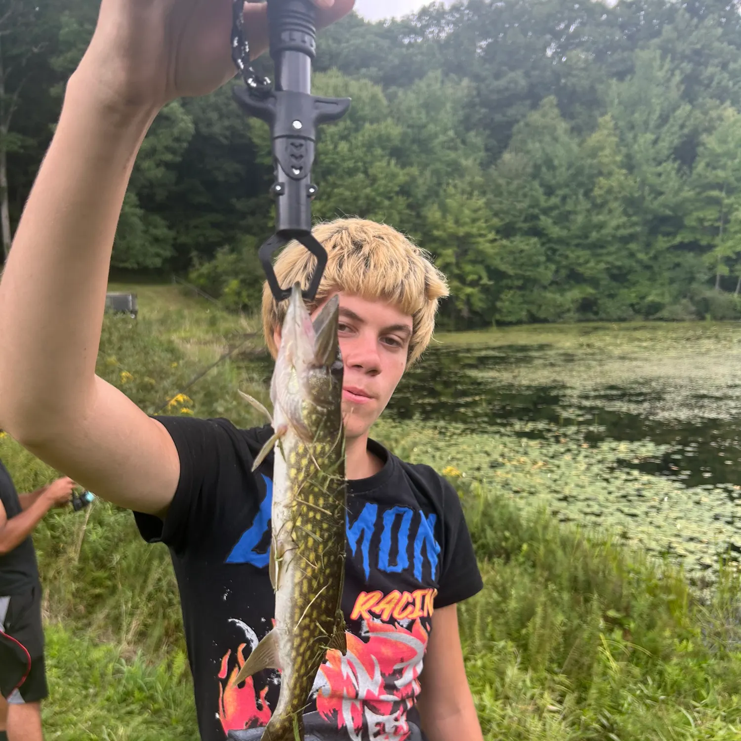 Chain pickerel caught on Fishbrain