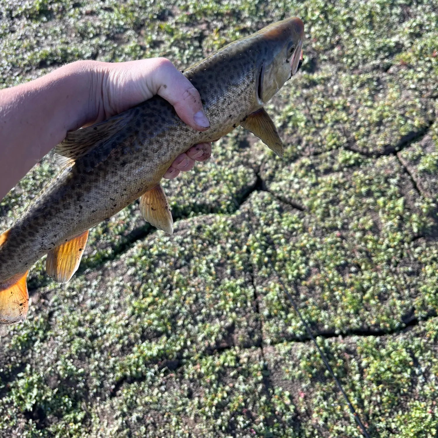 Tiger trout caught on Fishbrain